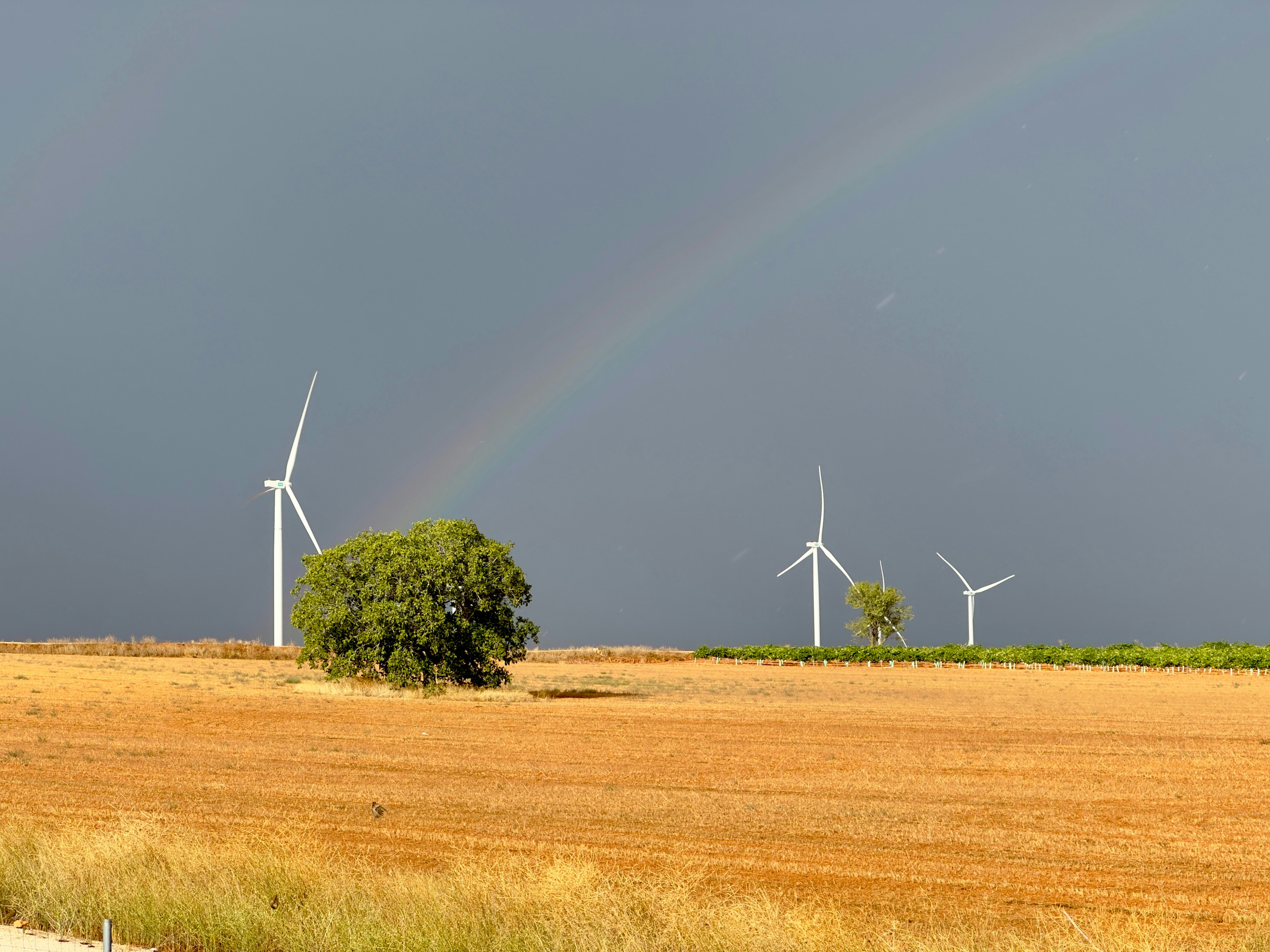 A field with a rainbow in the background