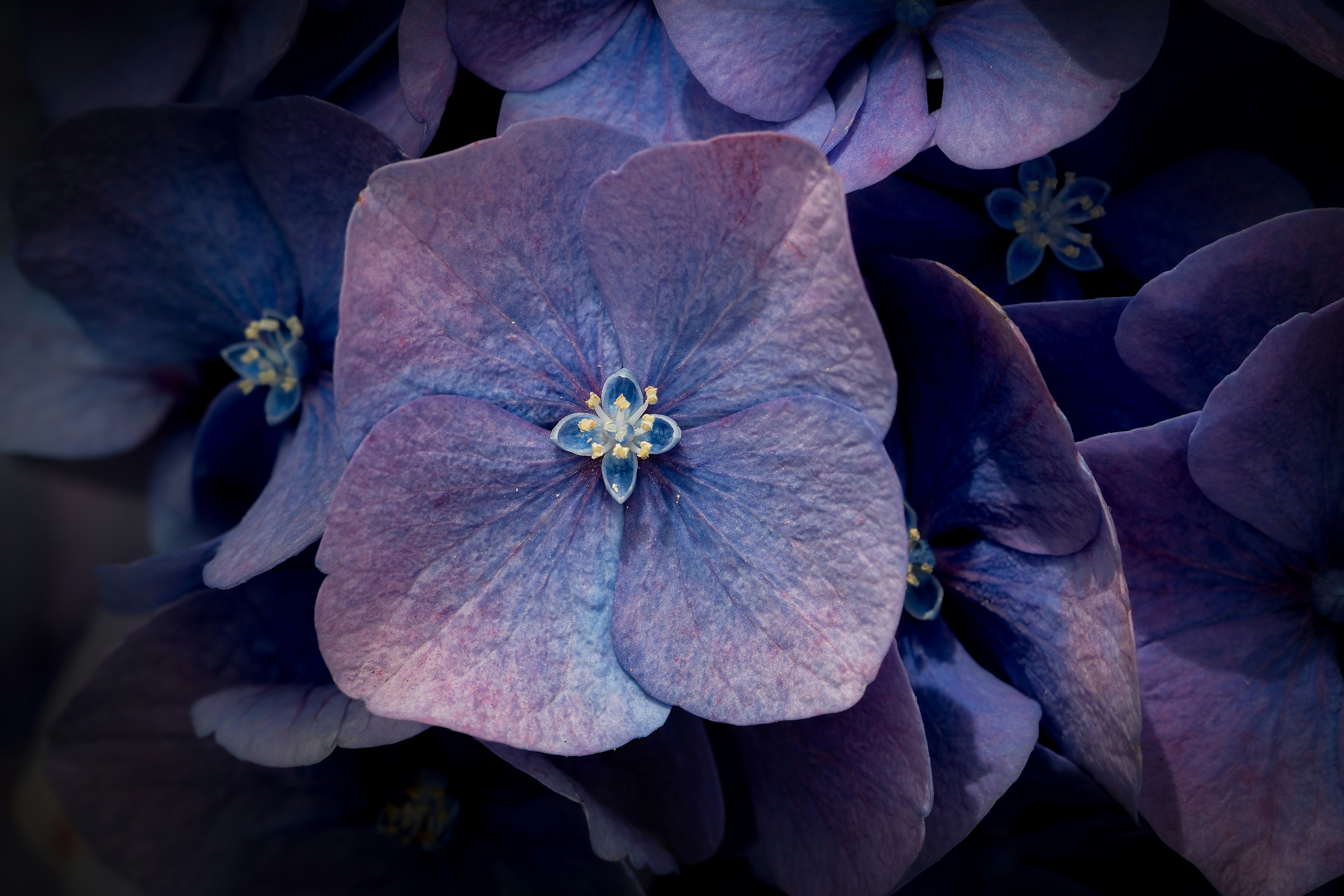 Photo by siegfriedpoepperl