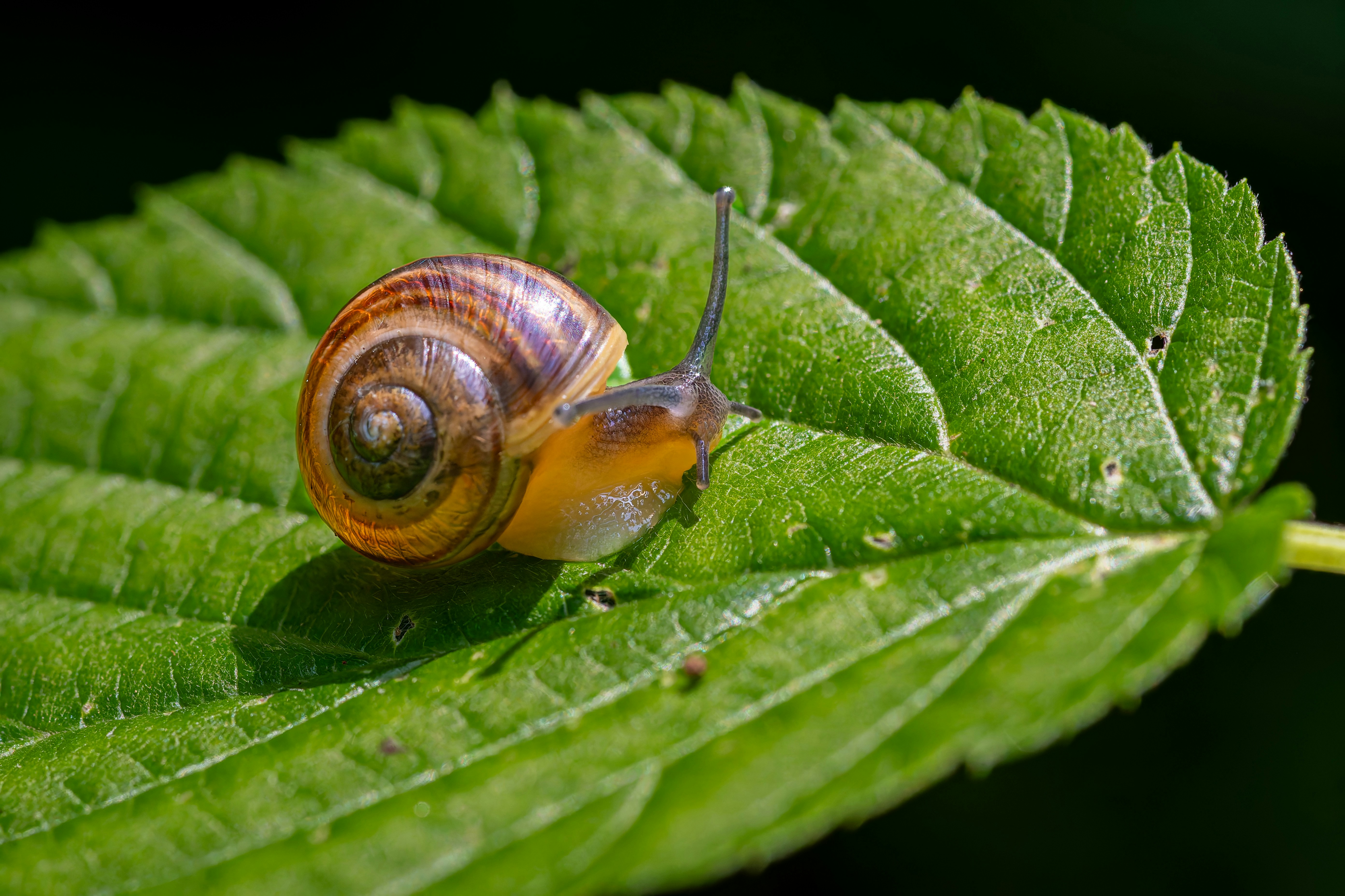 Photo by siegfriedpoepperl