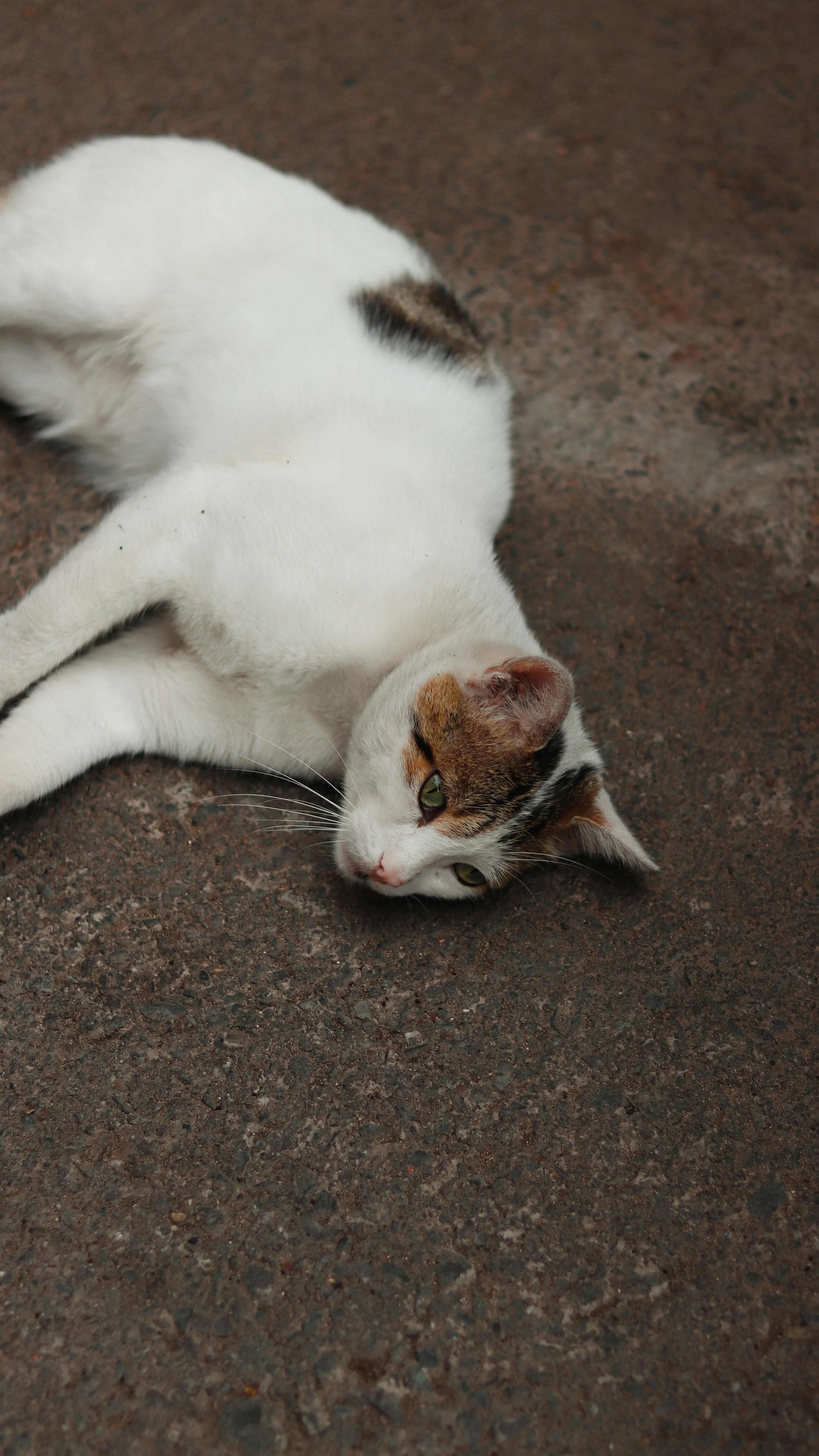 Photo by alireza_hashemi