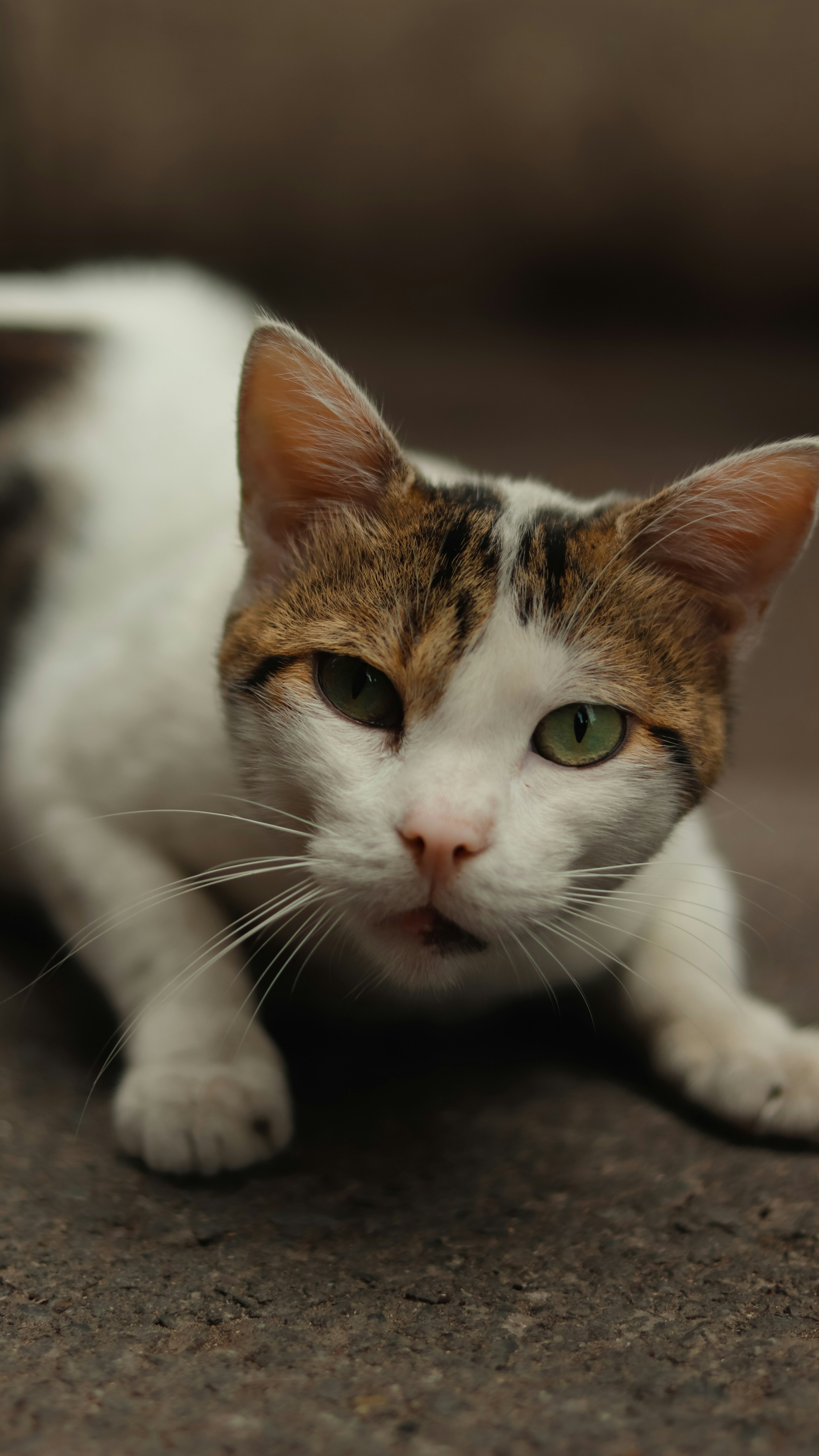 Photo by alireza_hashemi