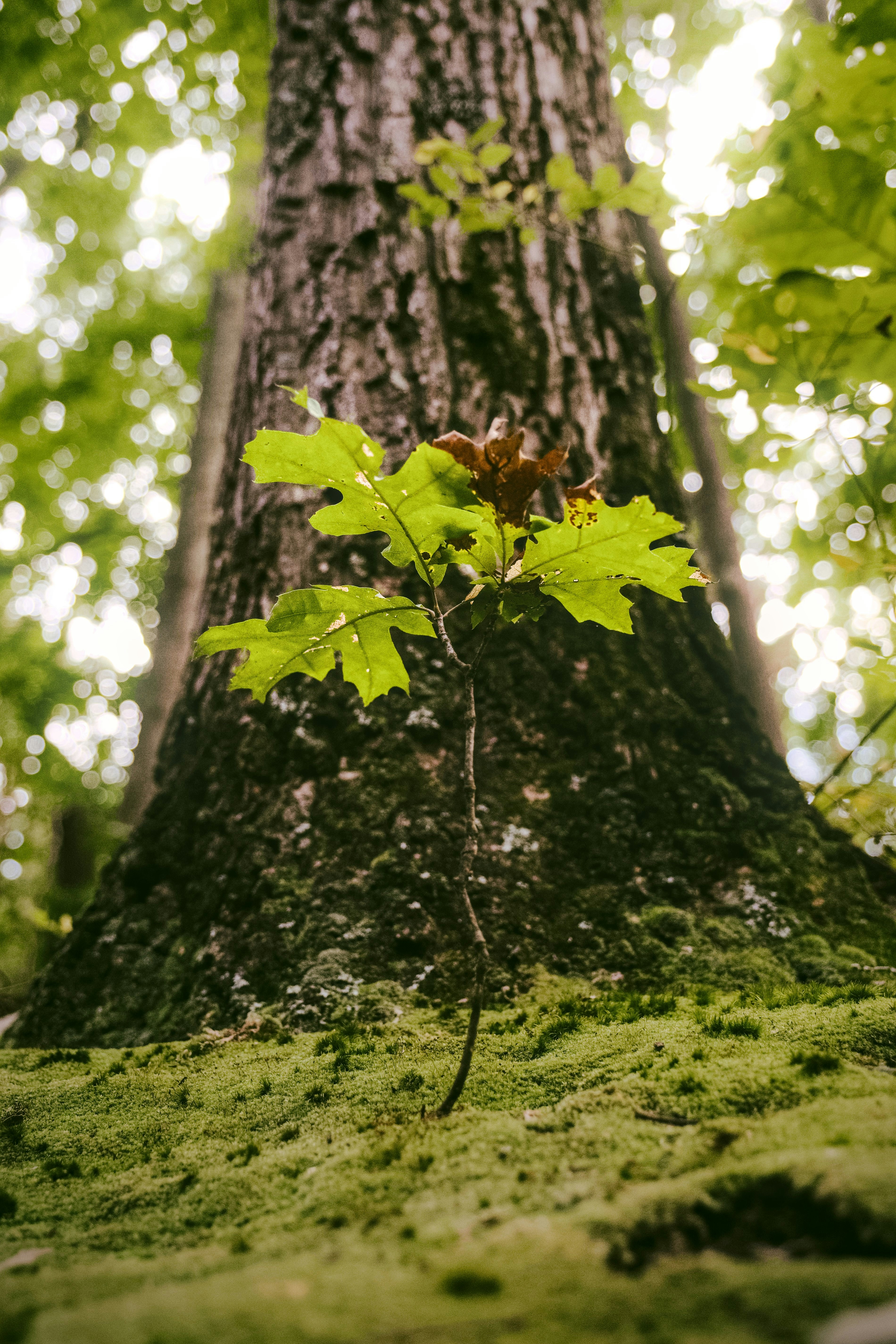 Photo by btcarpenter