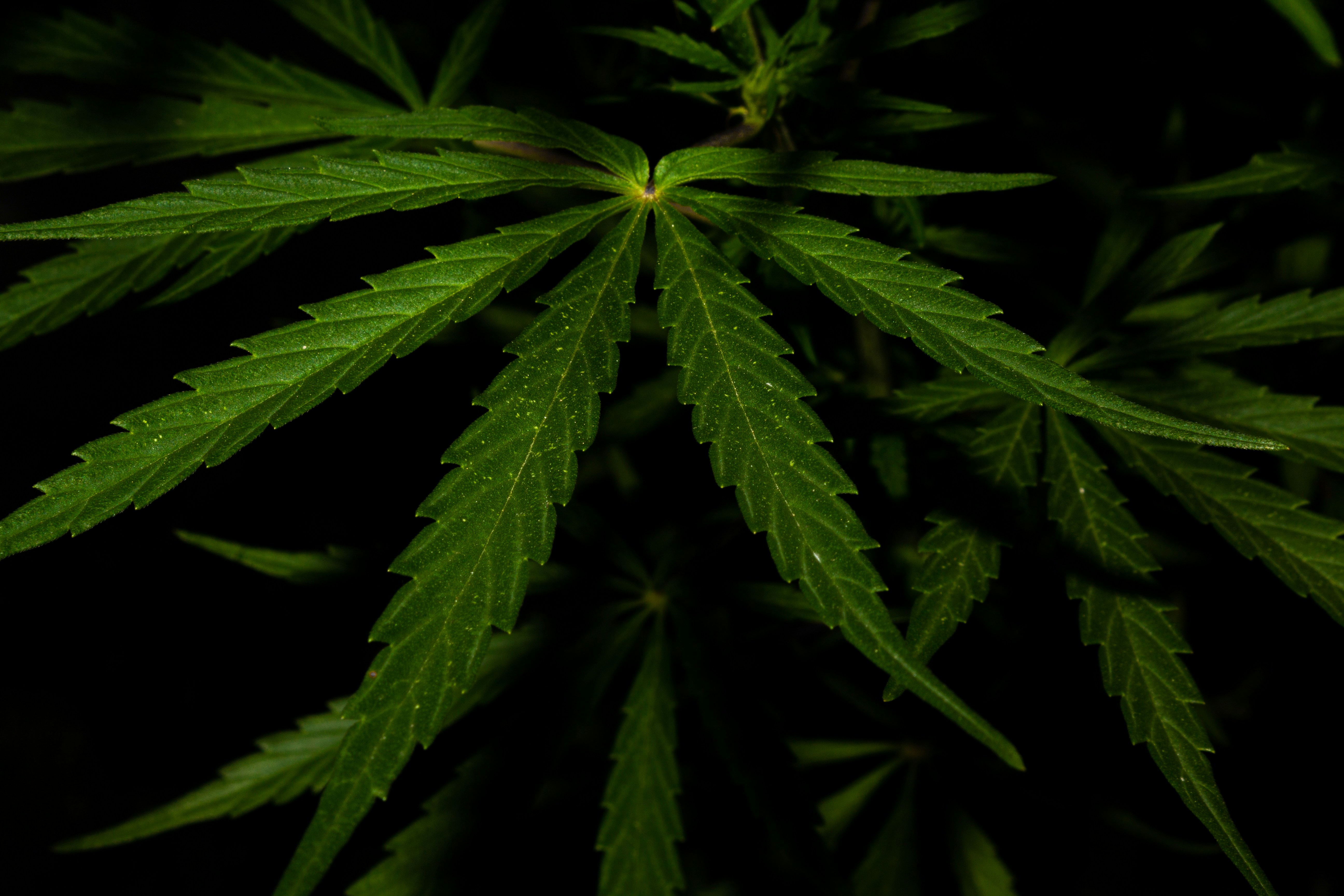 Photo by thalittlemarc