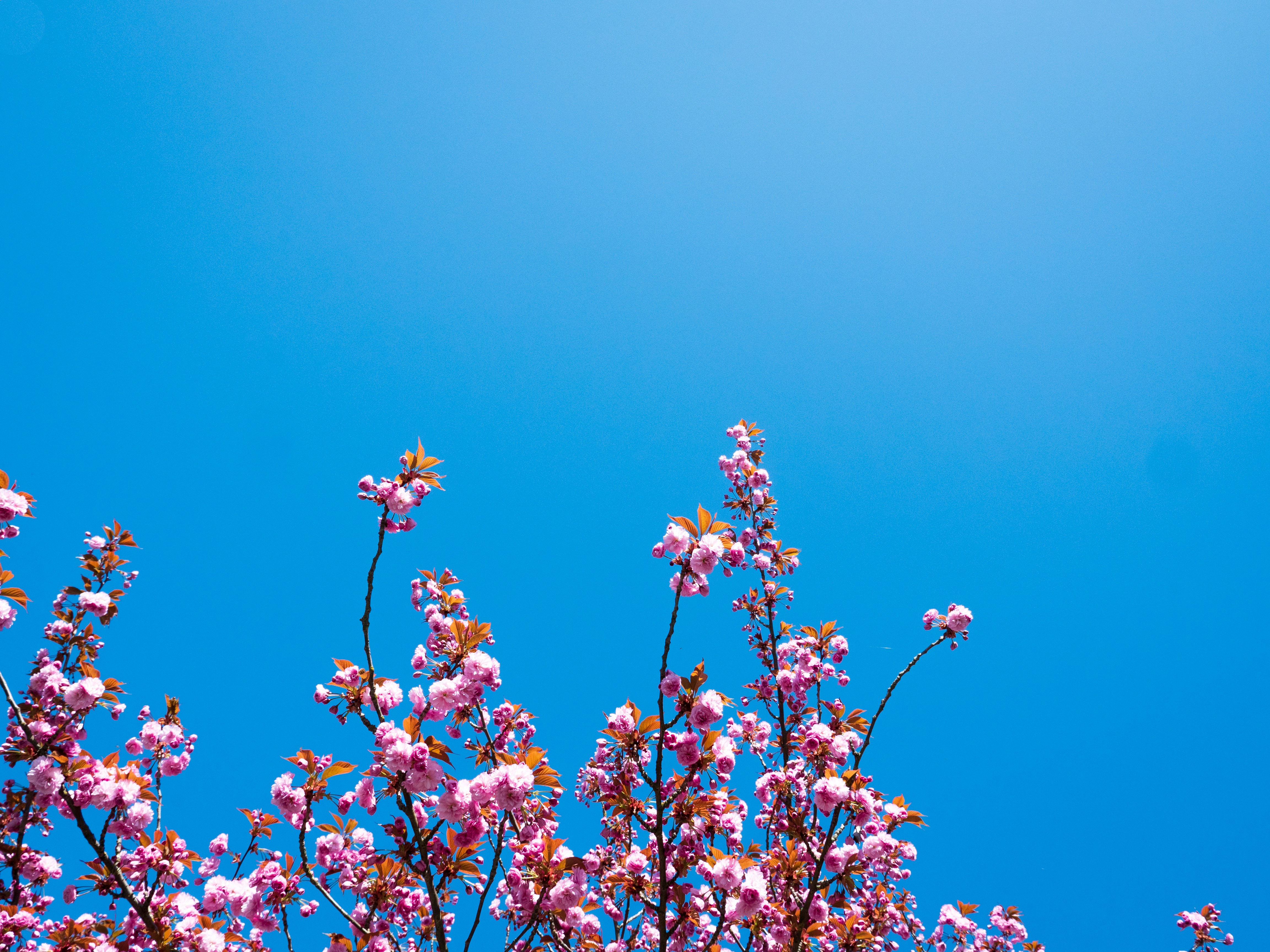 Photo by connellshandler