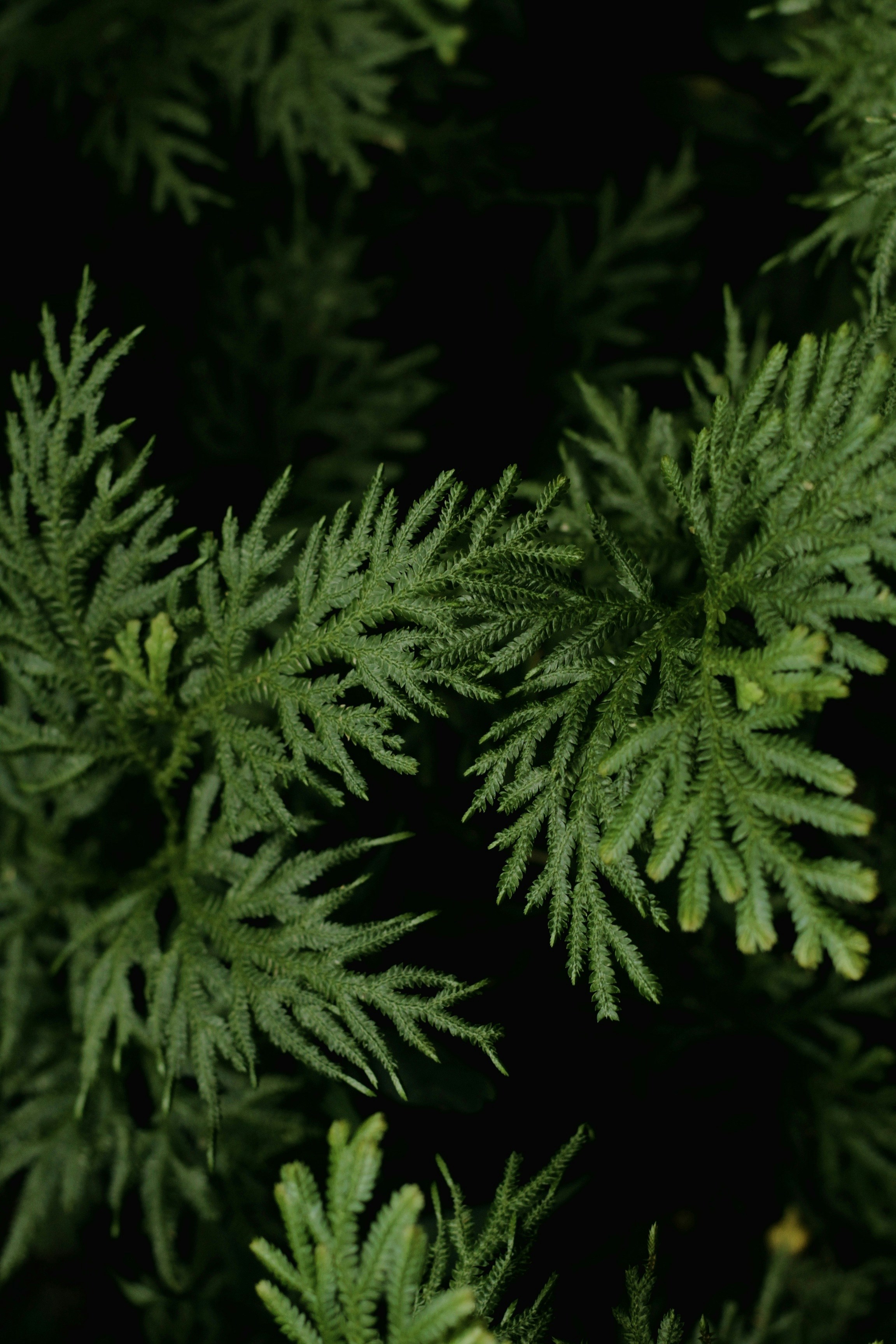 A close up of a green plant with lots of leaves
