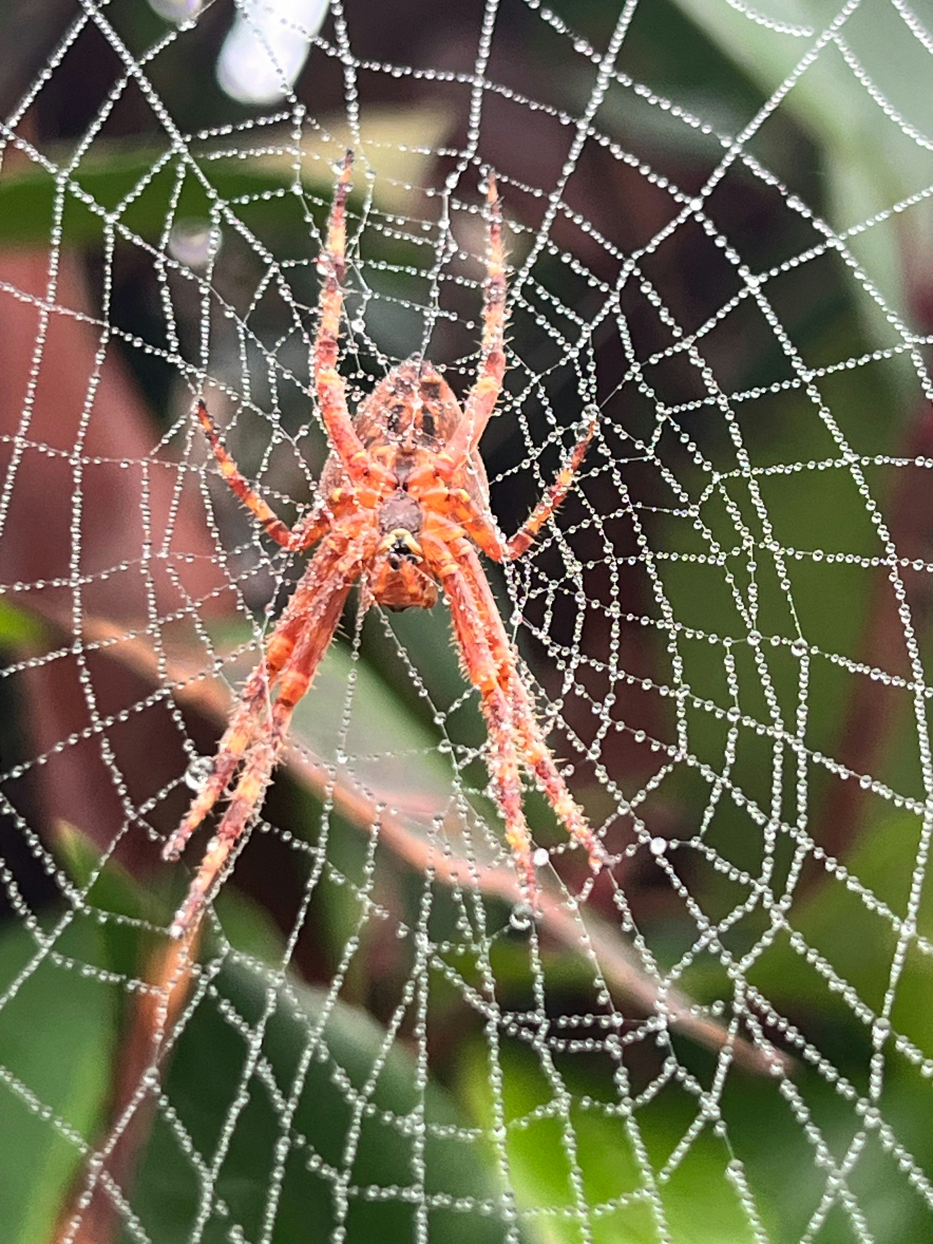 A spider sits on its web in a garden