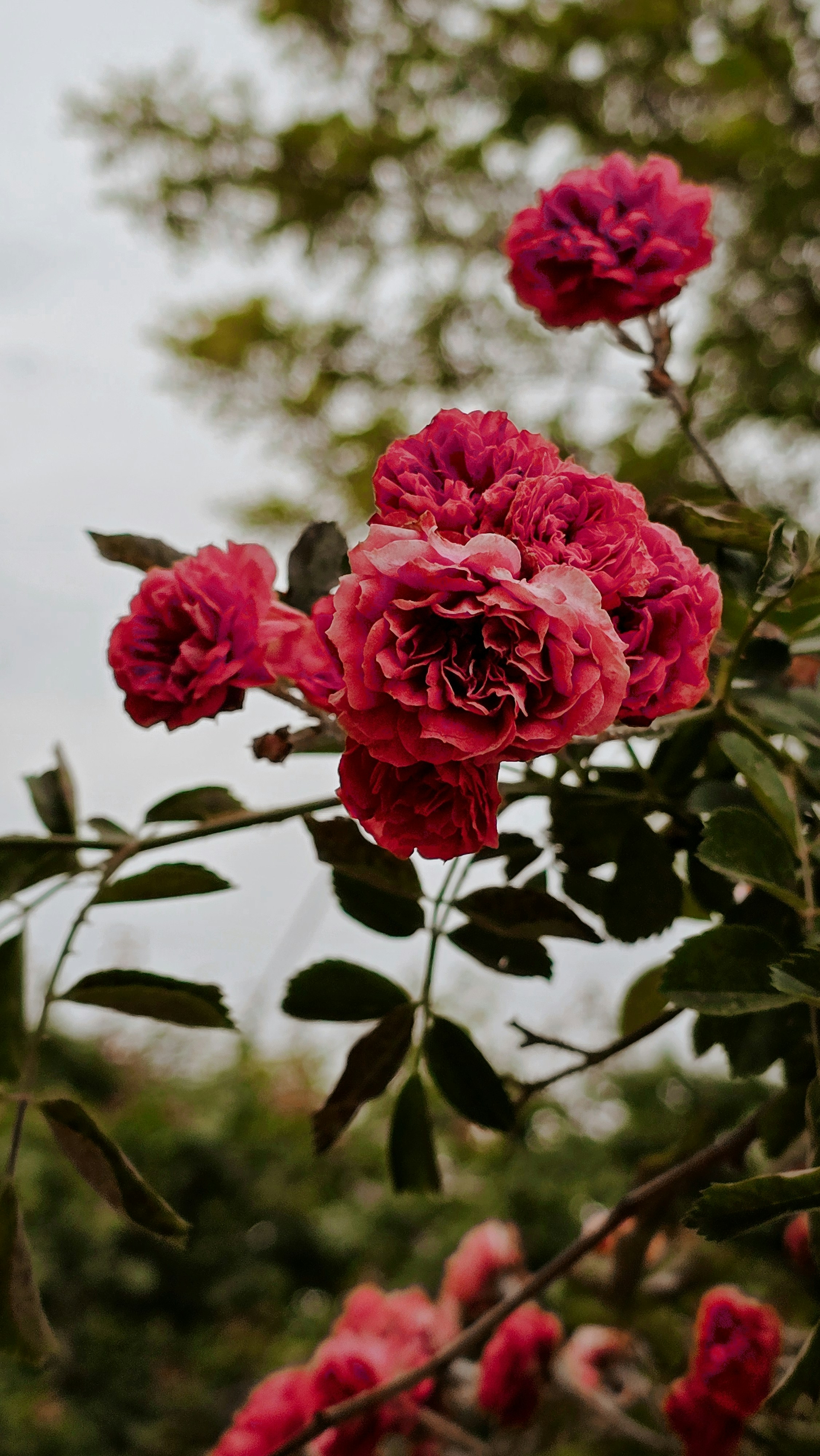 A bunch of flowers that are on a tree