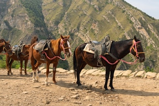 A group of horses standing on a dirt road