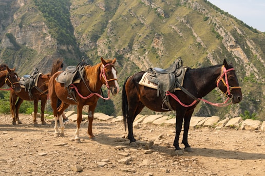 A group of horses standing on a dirt road