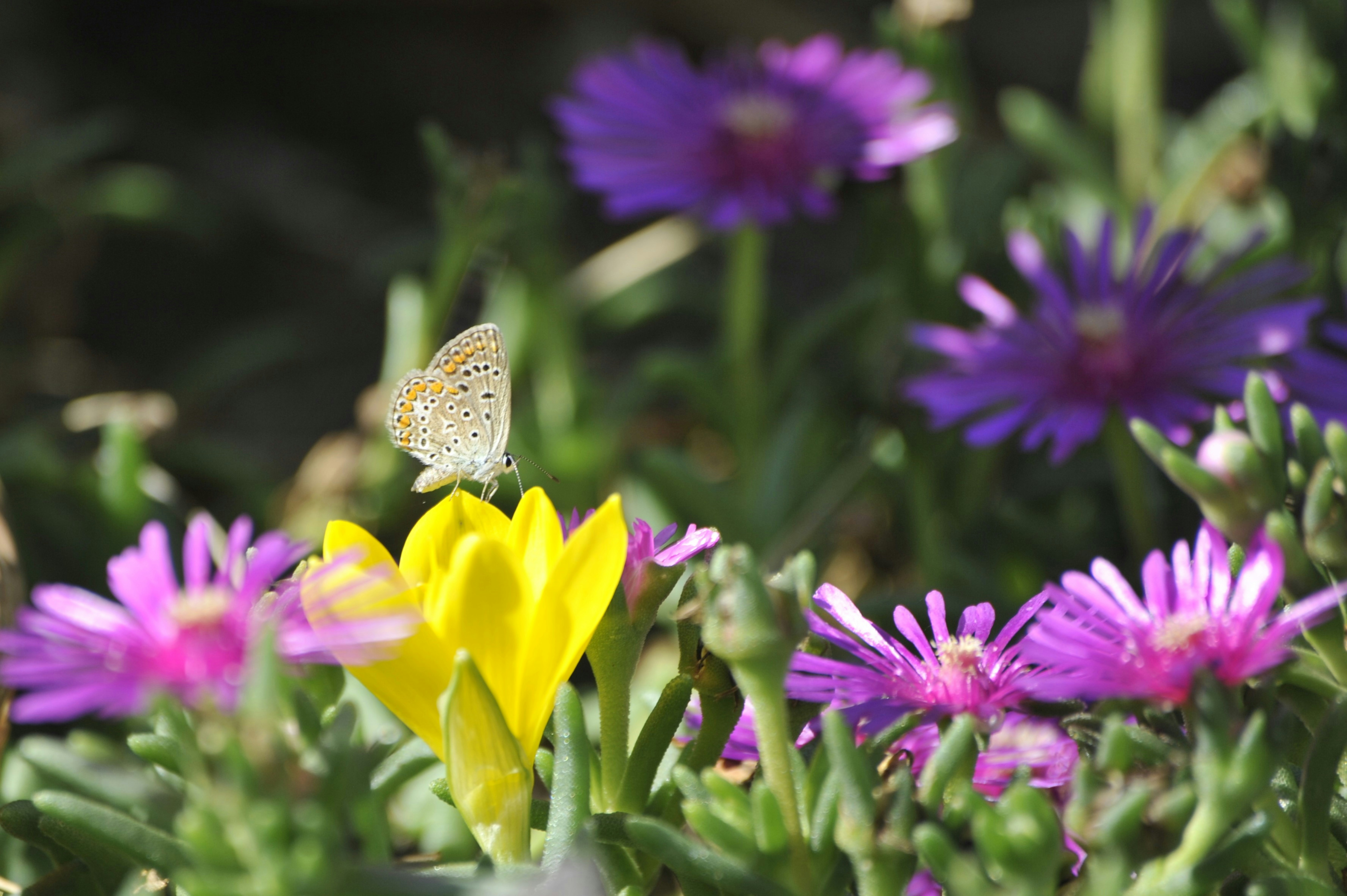 A butterfly sitting on top of a yellow and purple flower