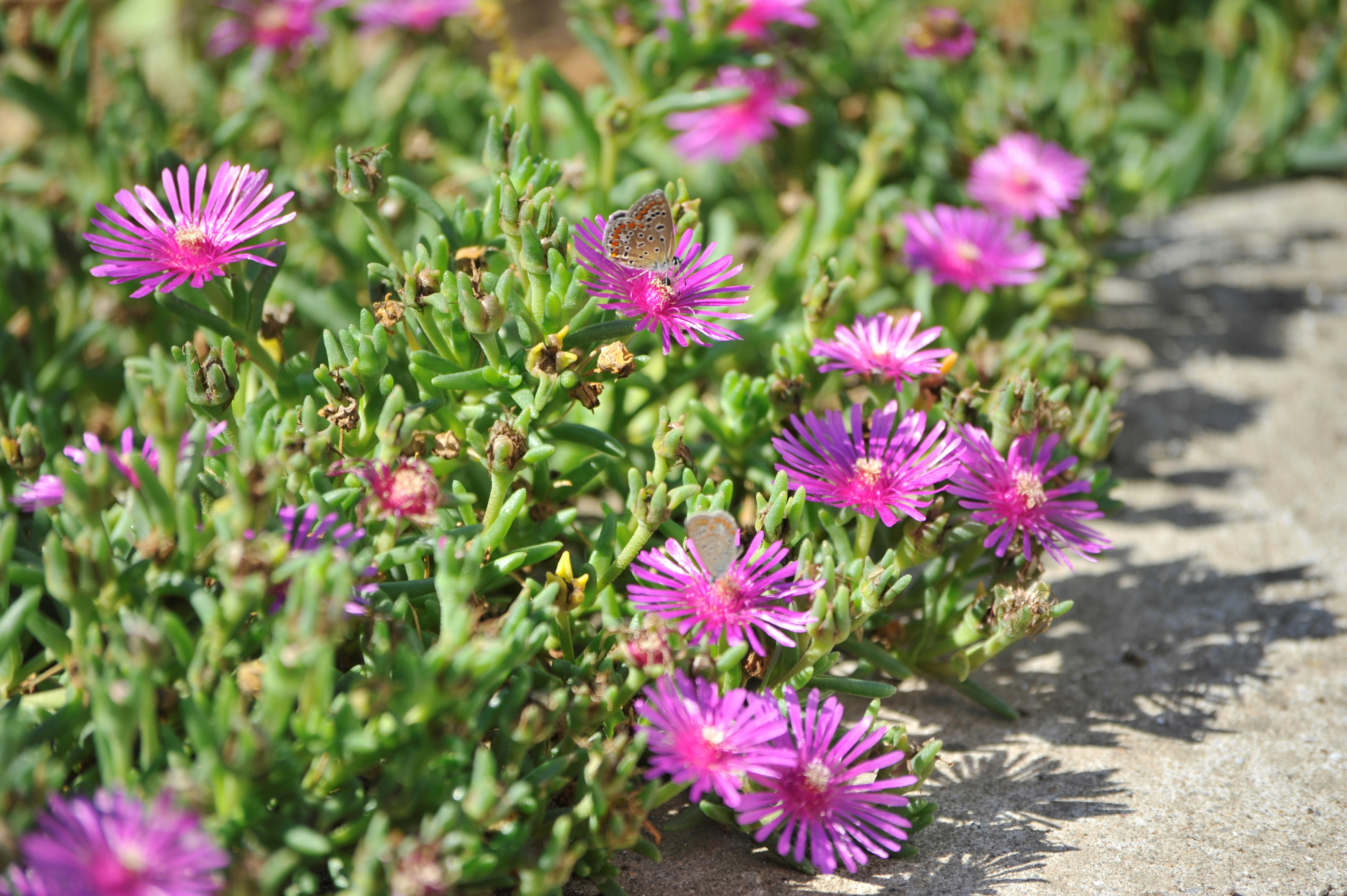 A bunch of purple flowers growing out of the ground photo – Free Nature ...
