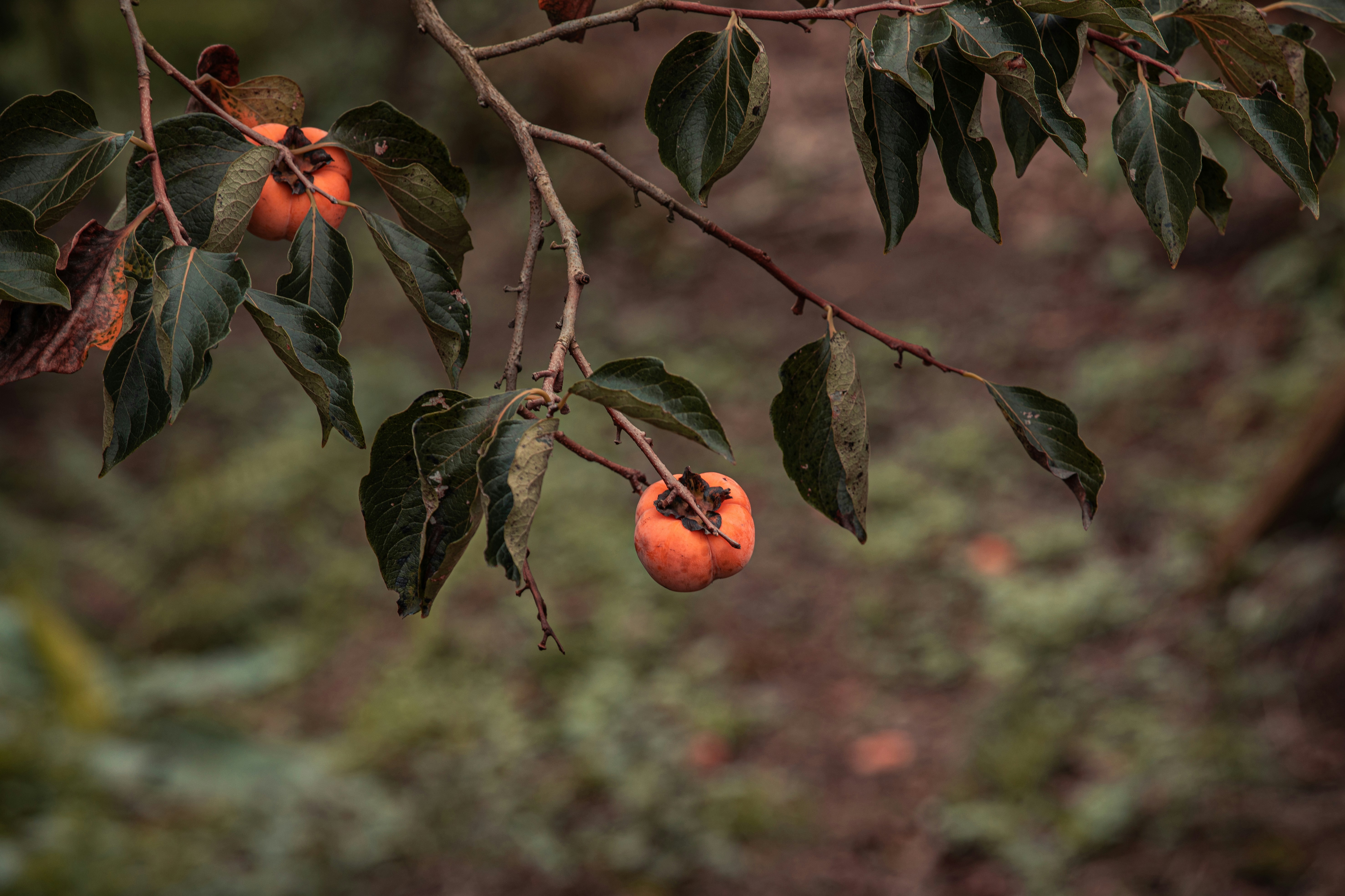 A branch with some fruit hanging from it