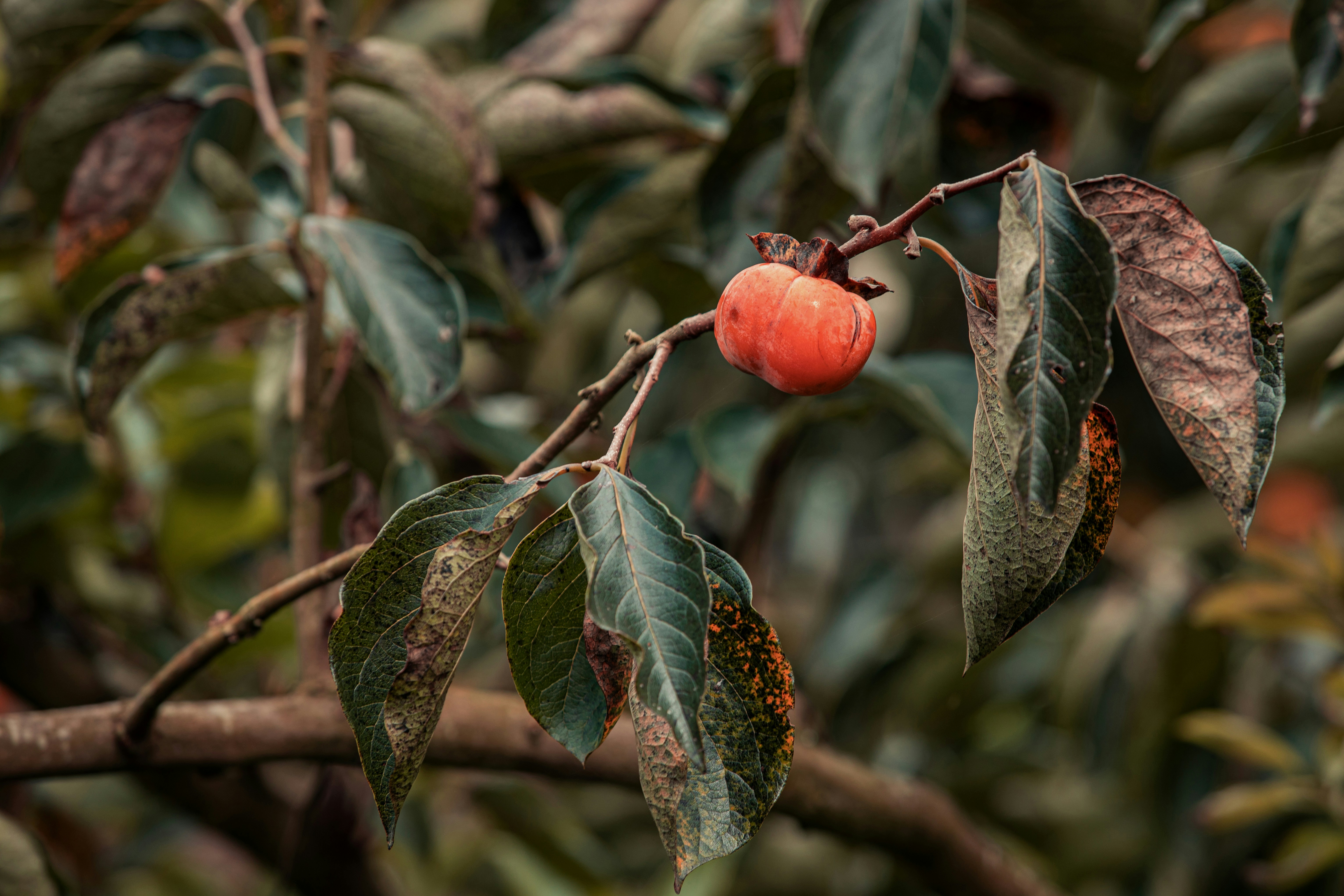 A tree filled with lots of leaves and fruit