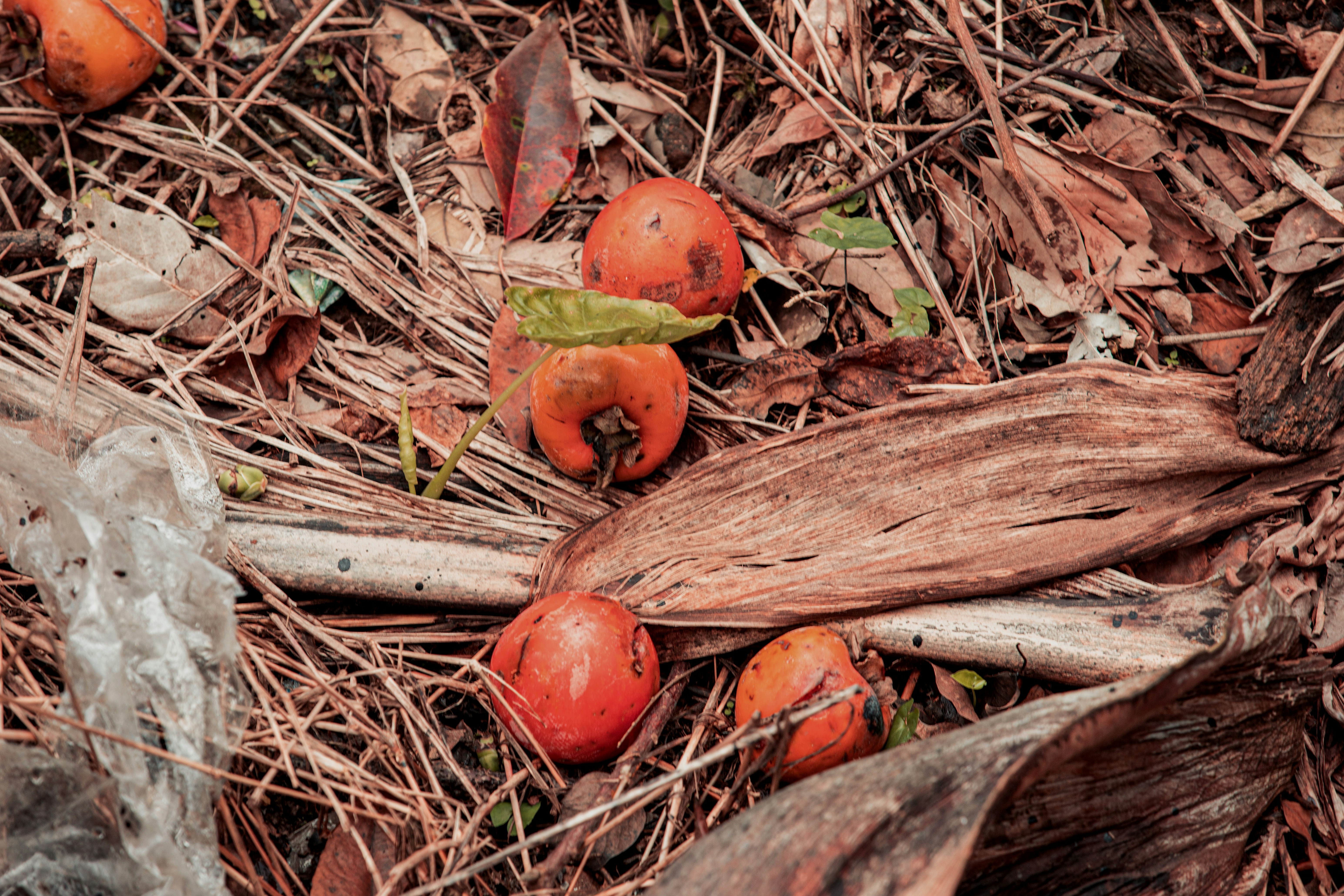 A close up of a bunch of fruit on the ground