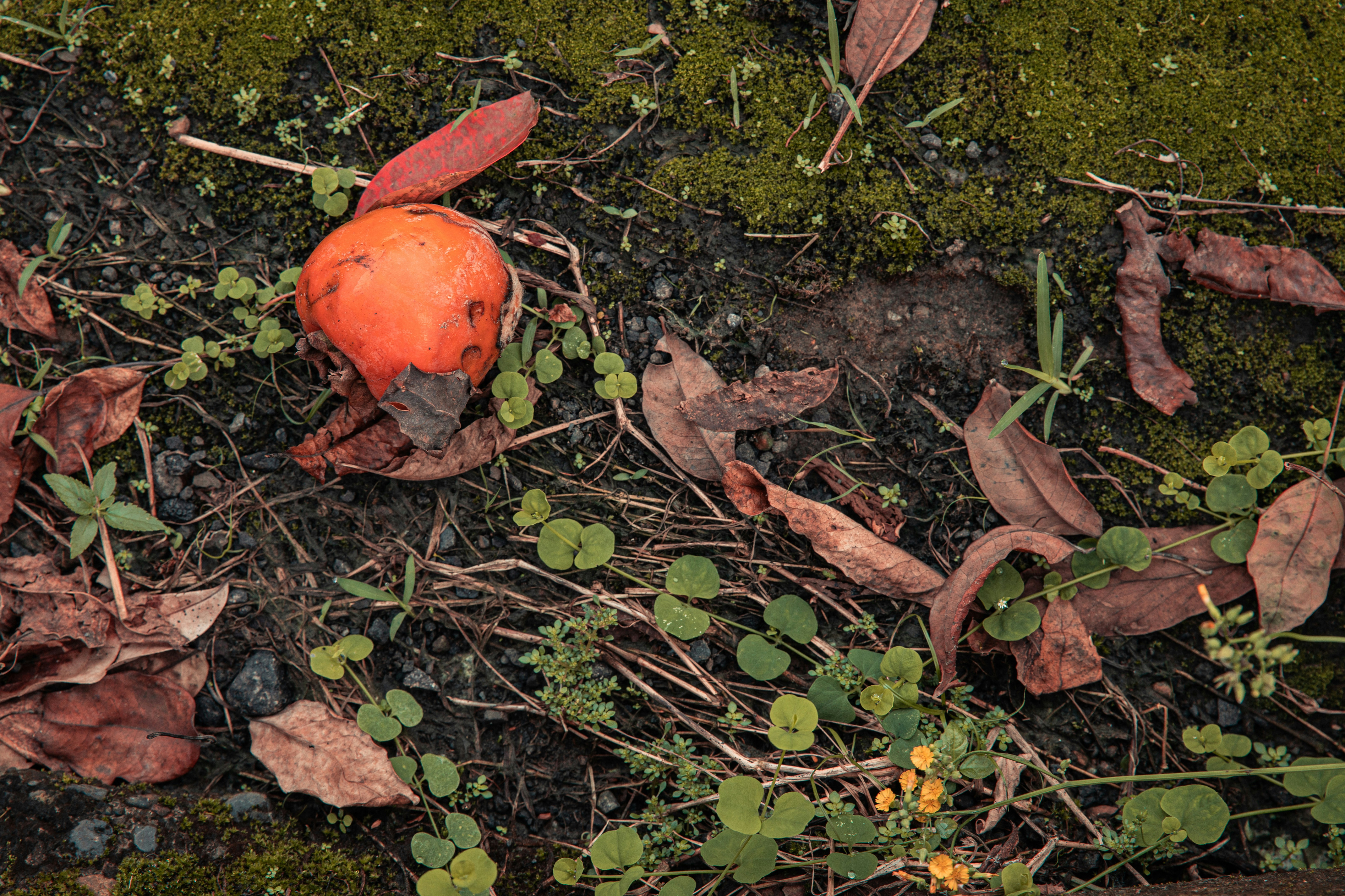 An orange sitting on the ground surrounded by leaves