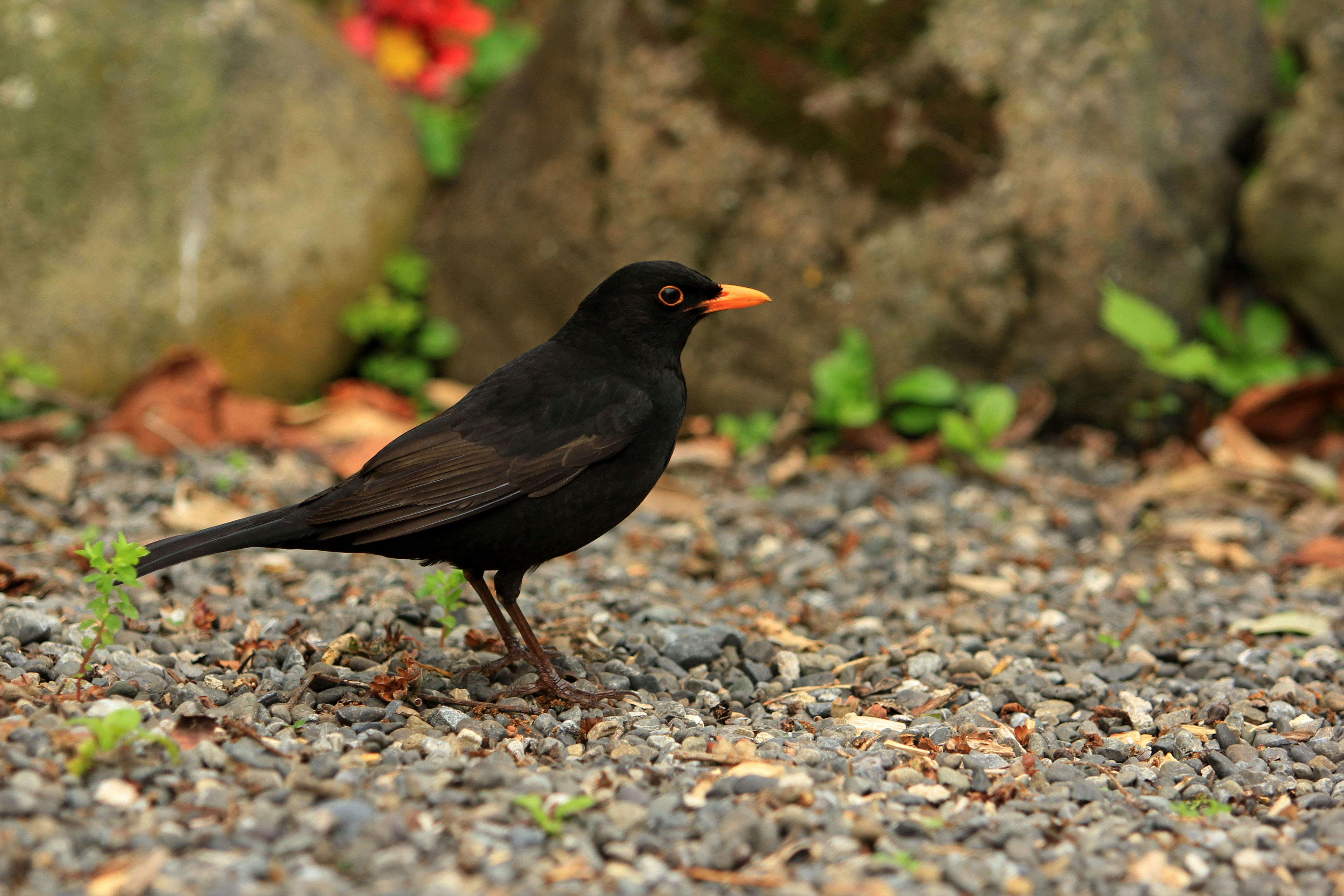 A black bird standing on a gravel road
