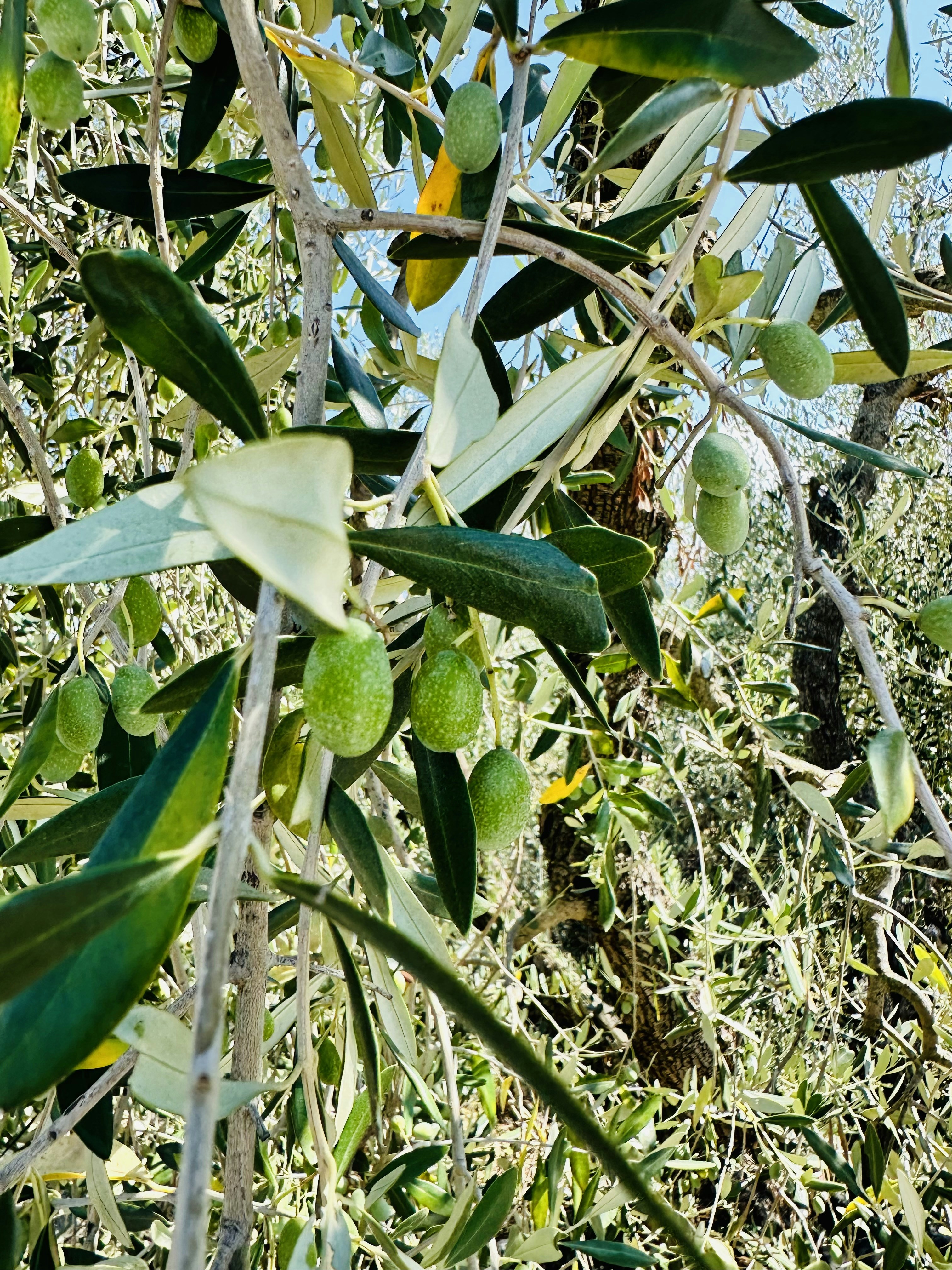 Fresh green olives on tree branches, Moroccan olive grove, bright daylight