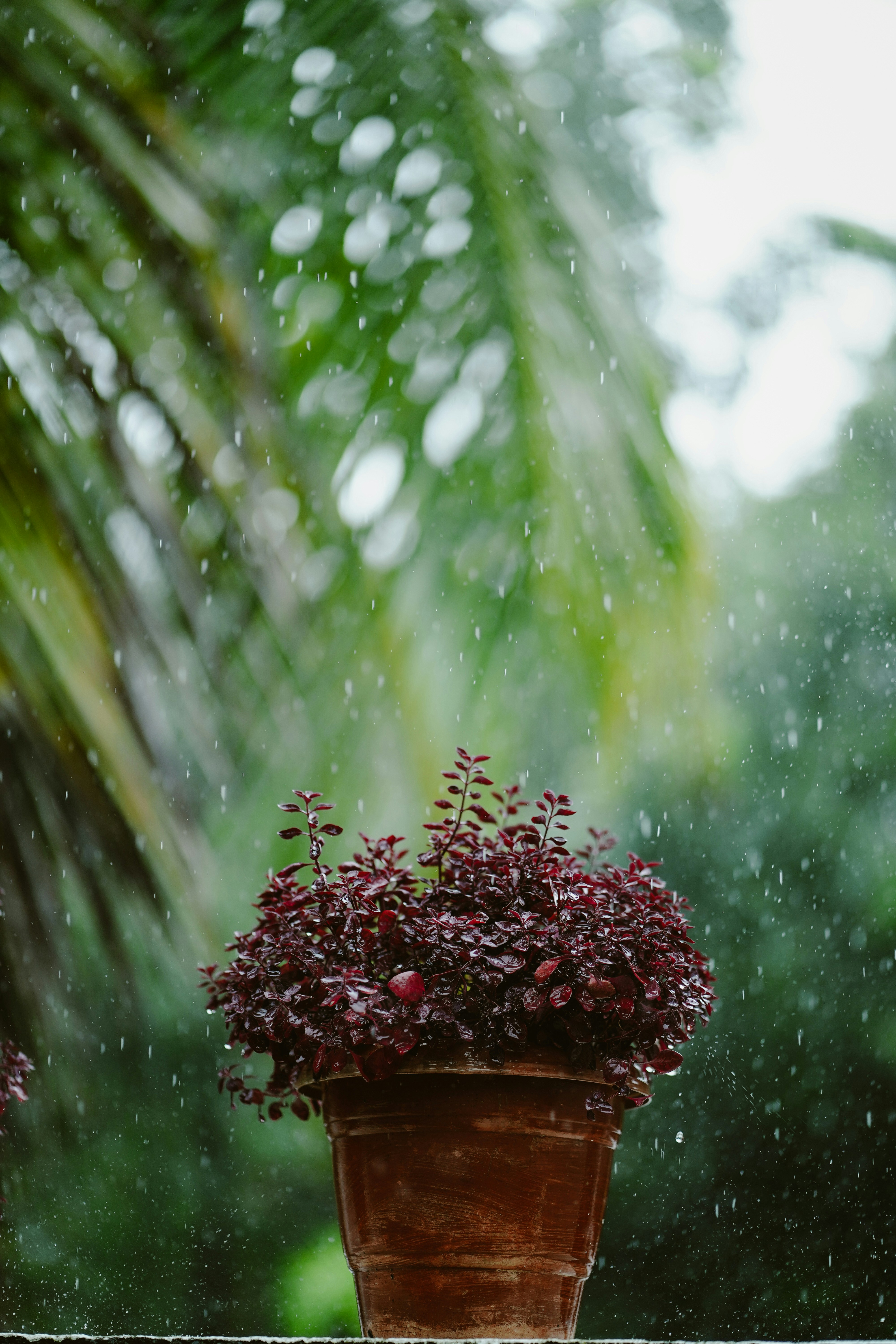A potted plant sitting on top of a window sill