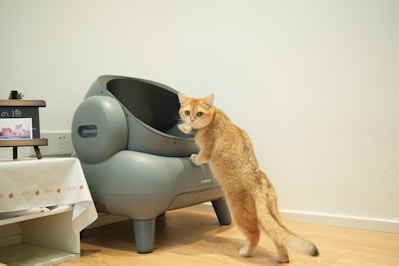 A cat standing on its hind legs in front of a TV