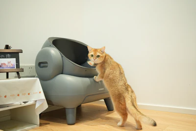 A cat standing on its hind legs in front of a TV