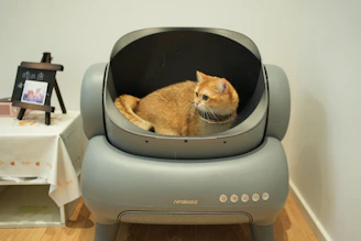 An orange cat sitting in a grey chair