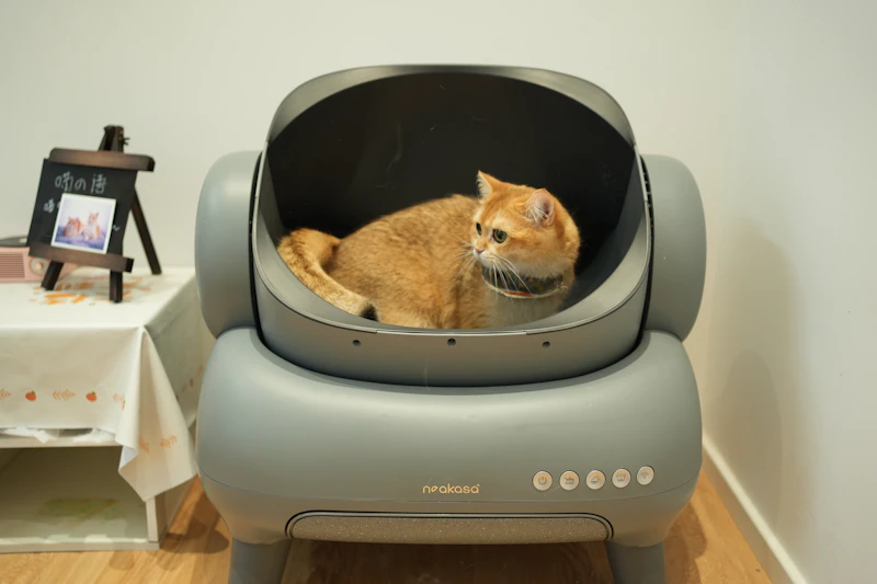 Orange cat sitting comfortably near an automatic litter box