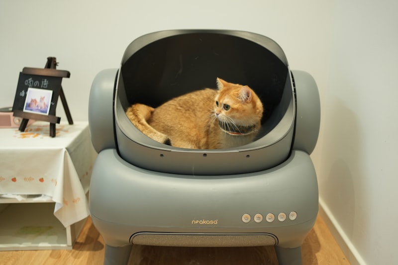 Orange cat sitting comfortably in a clean home environment — proper litter box hygiene directly impacts cat comfort