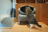 Author profile picture placeholder with a cat