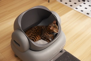 A cat sitting in a litter box on the floor