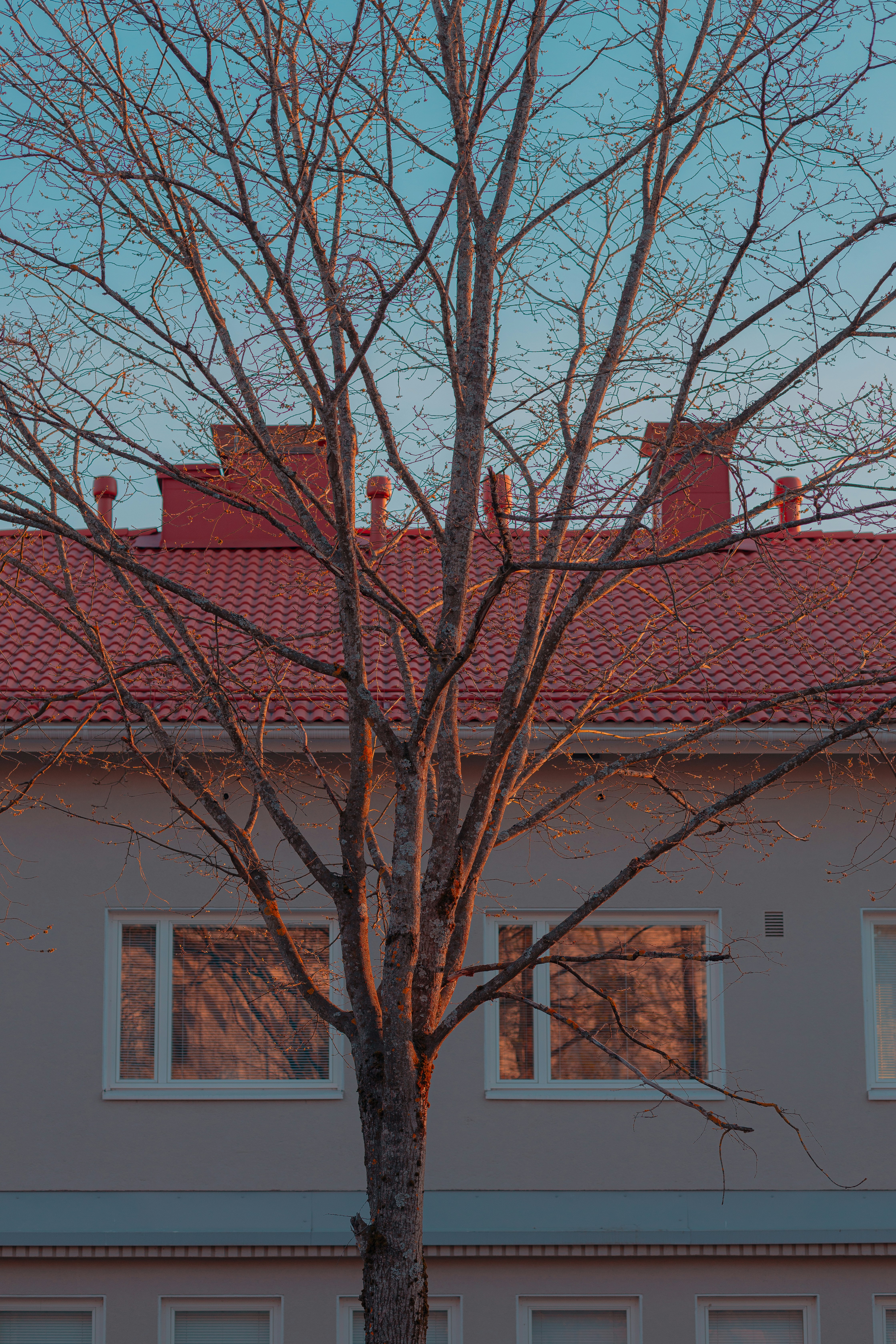 A tree with no leaves in front of a house