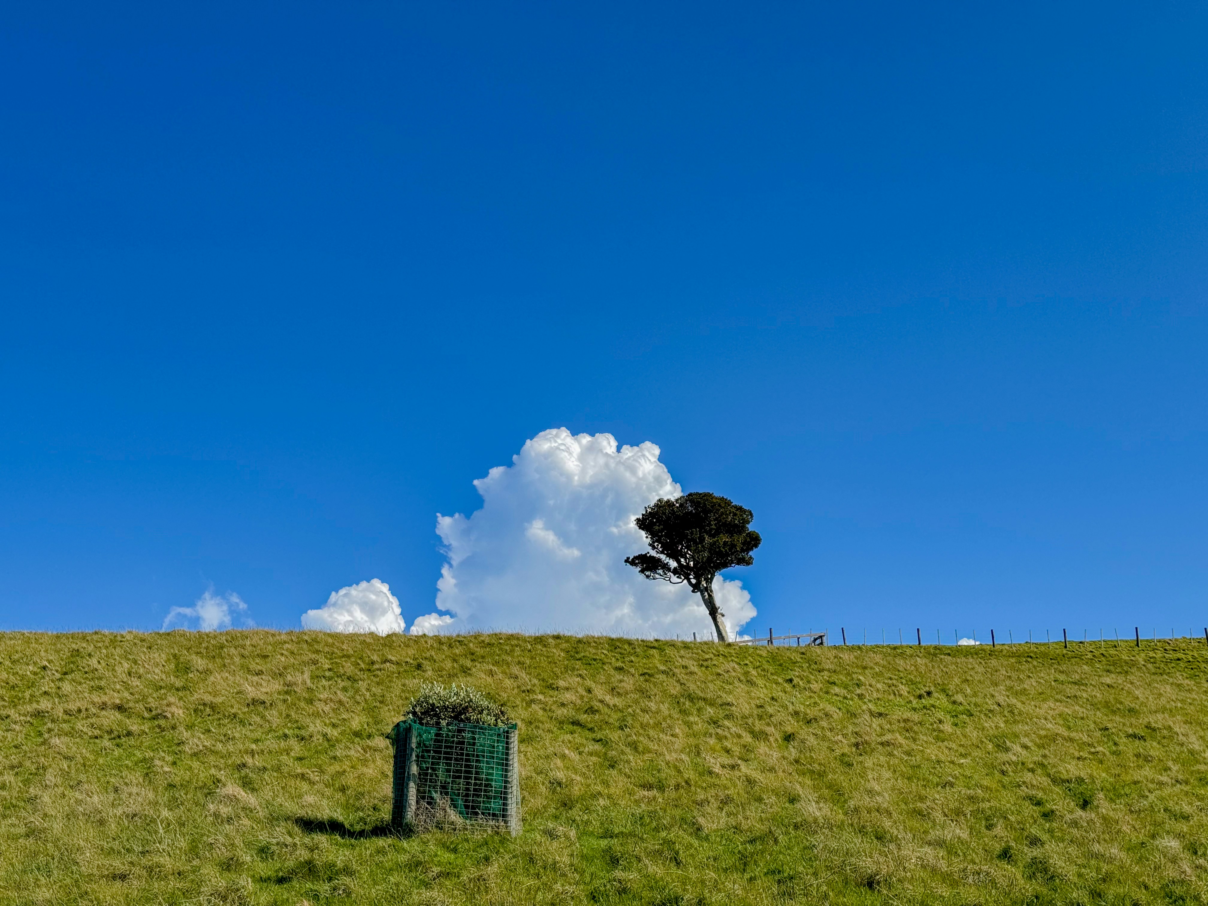 A lone tree on a grassy hill under a blue sky photo – Free Summer Image ...