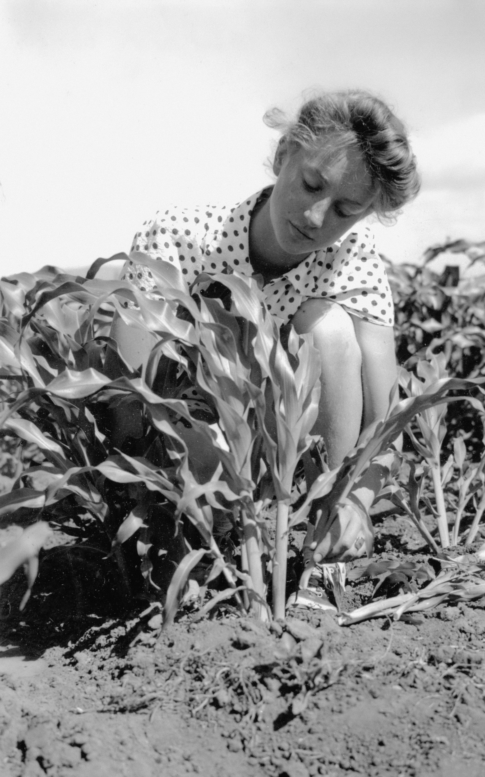 Young woman tending to corn stalks in a field