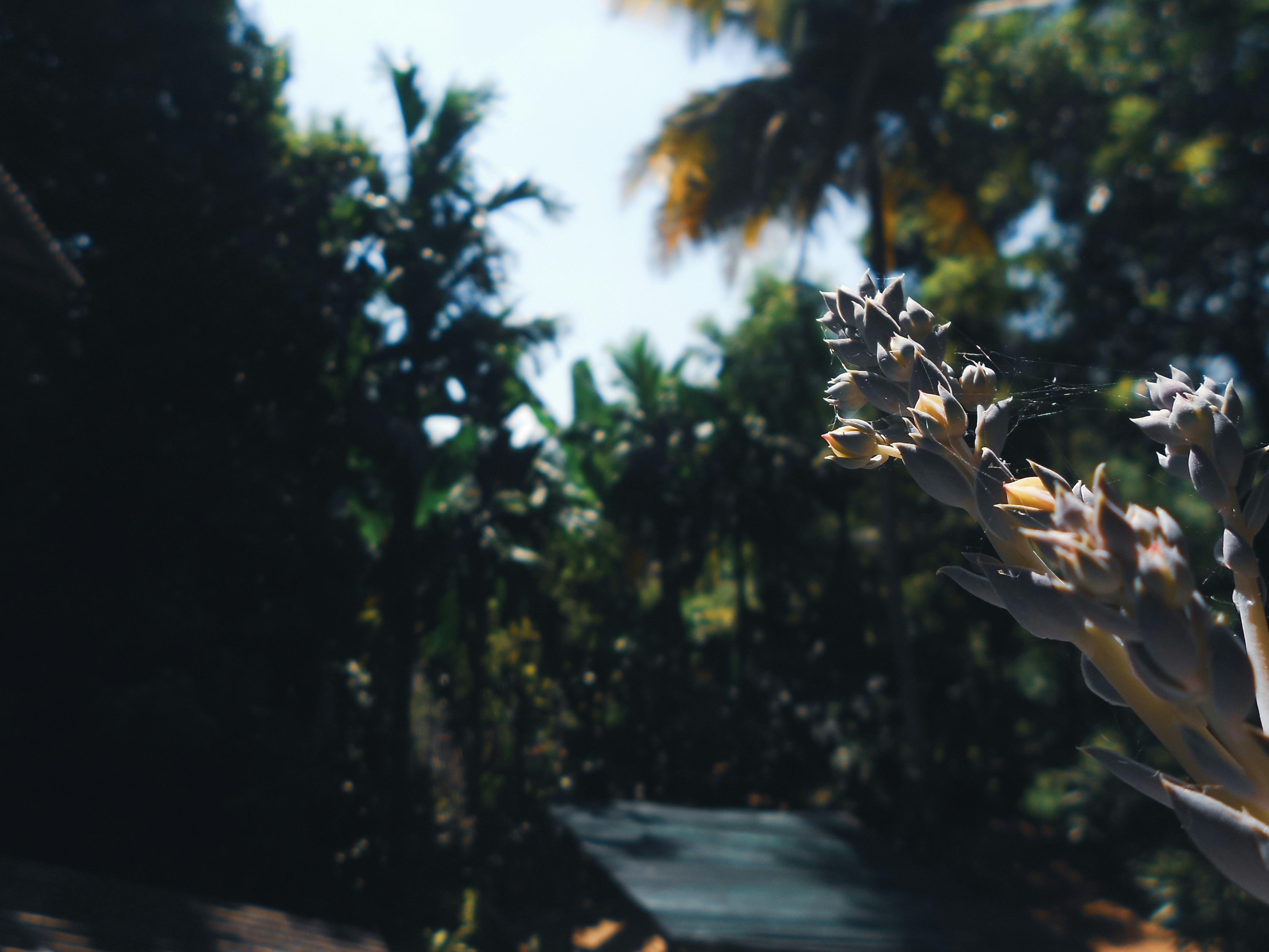 A blurry photo of a plant in front of some trees