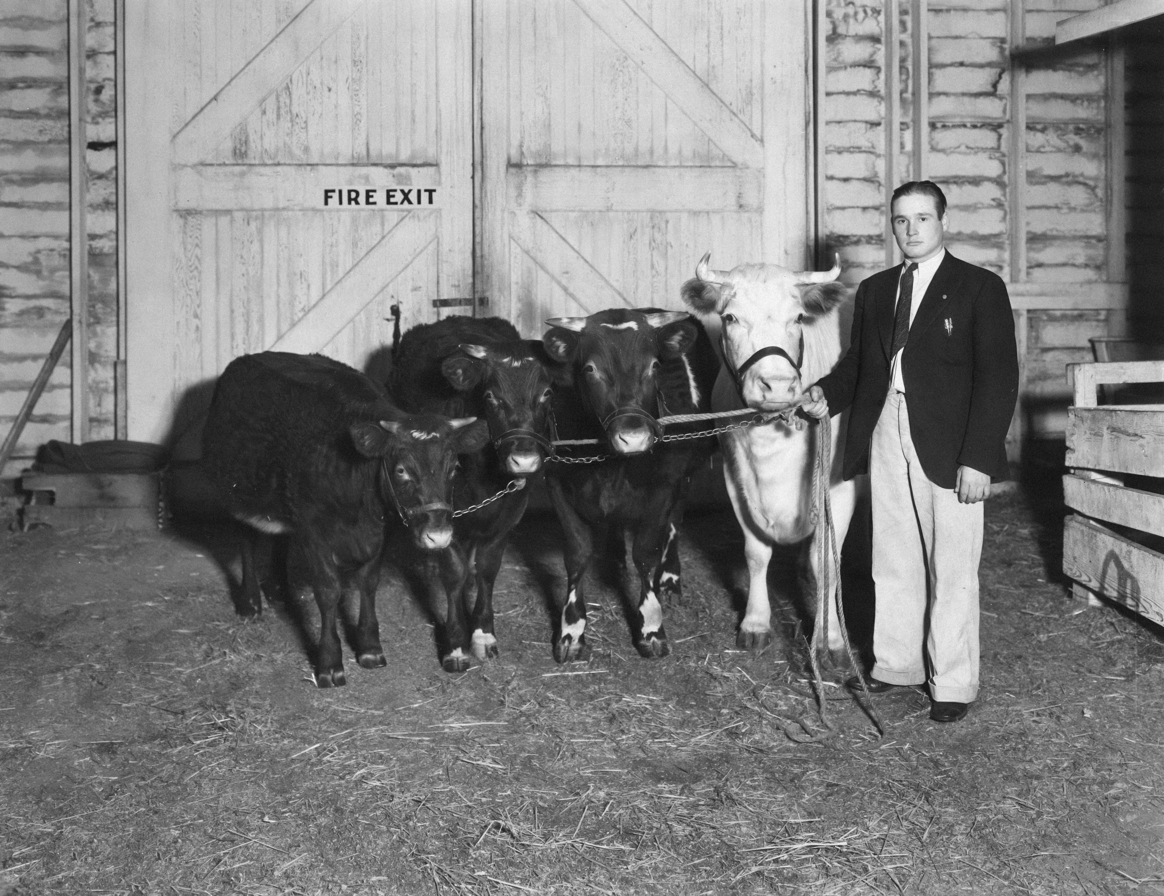 cattle cartel - the big four that control america's beef prices.