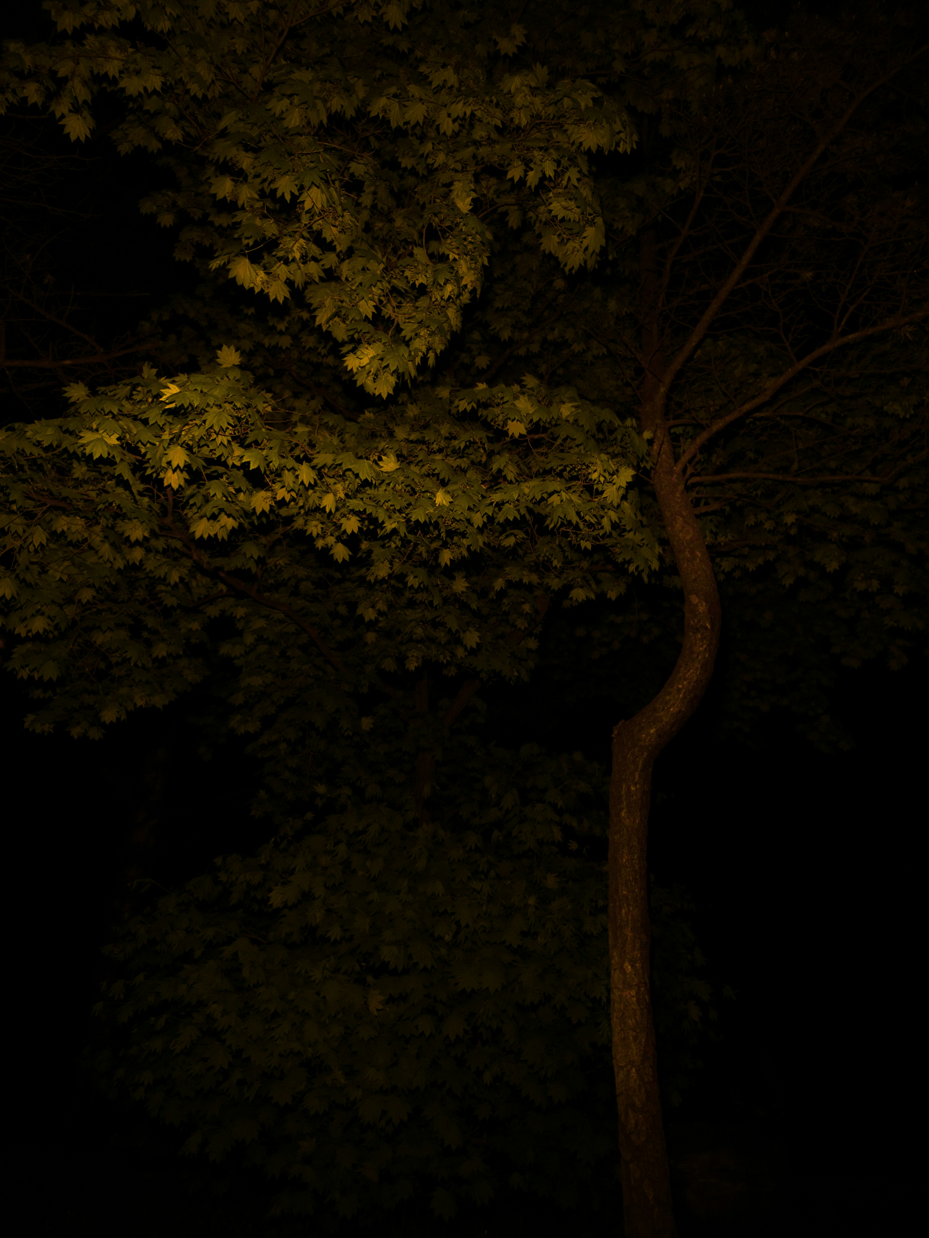 A stop sign in front of a tree at night