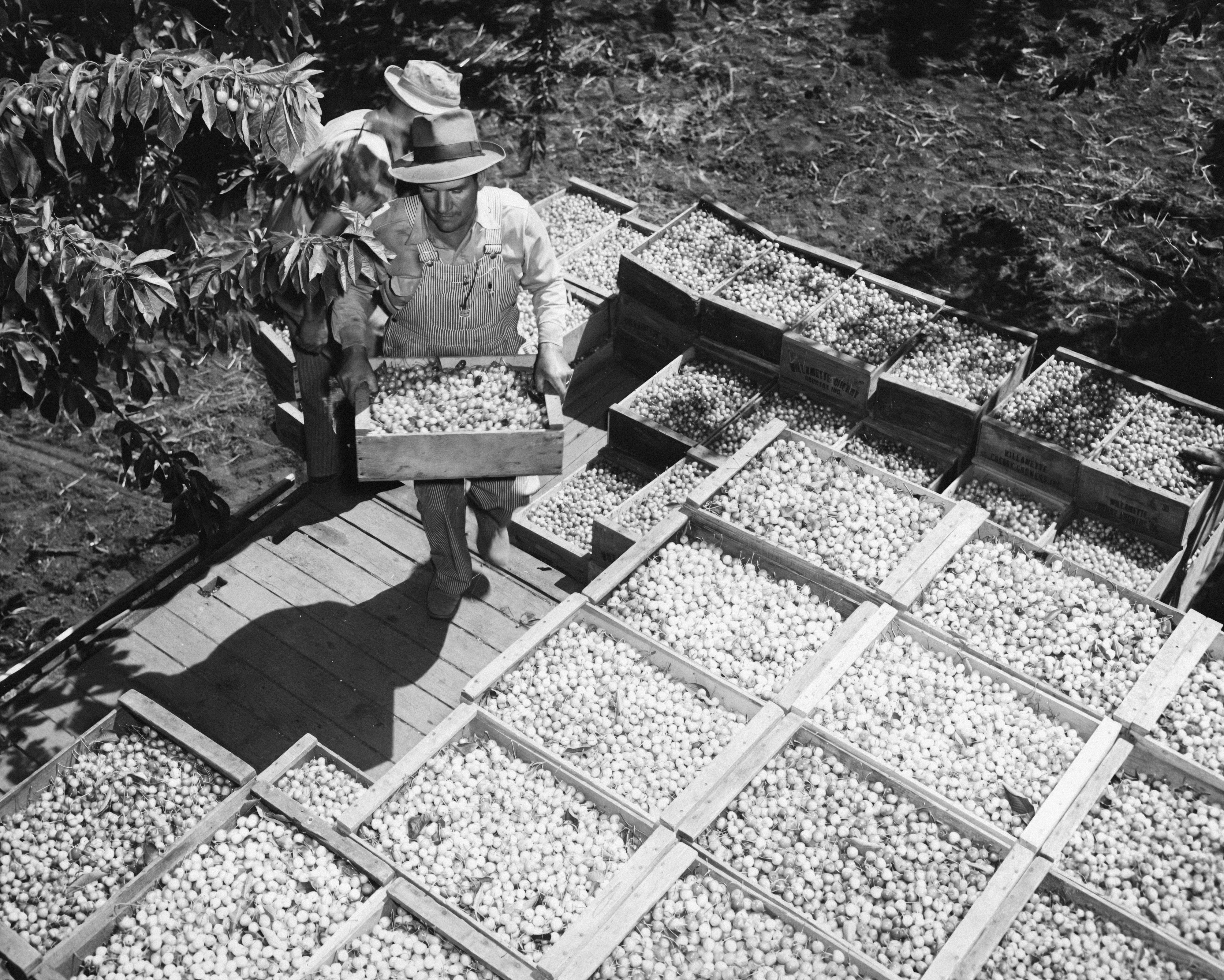 Photo by oregonstateuni