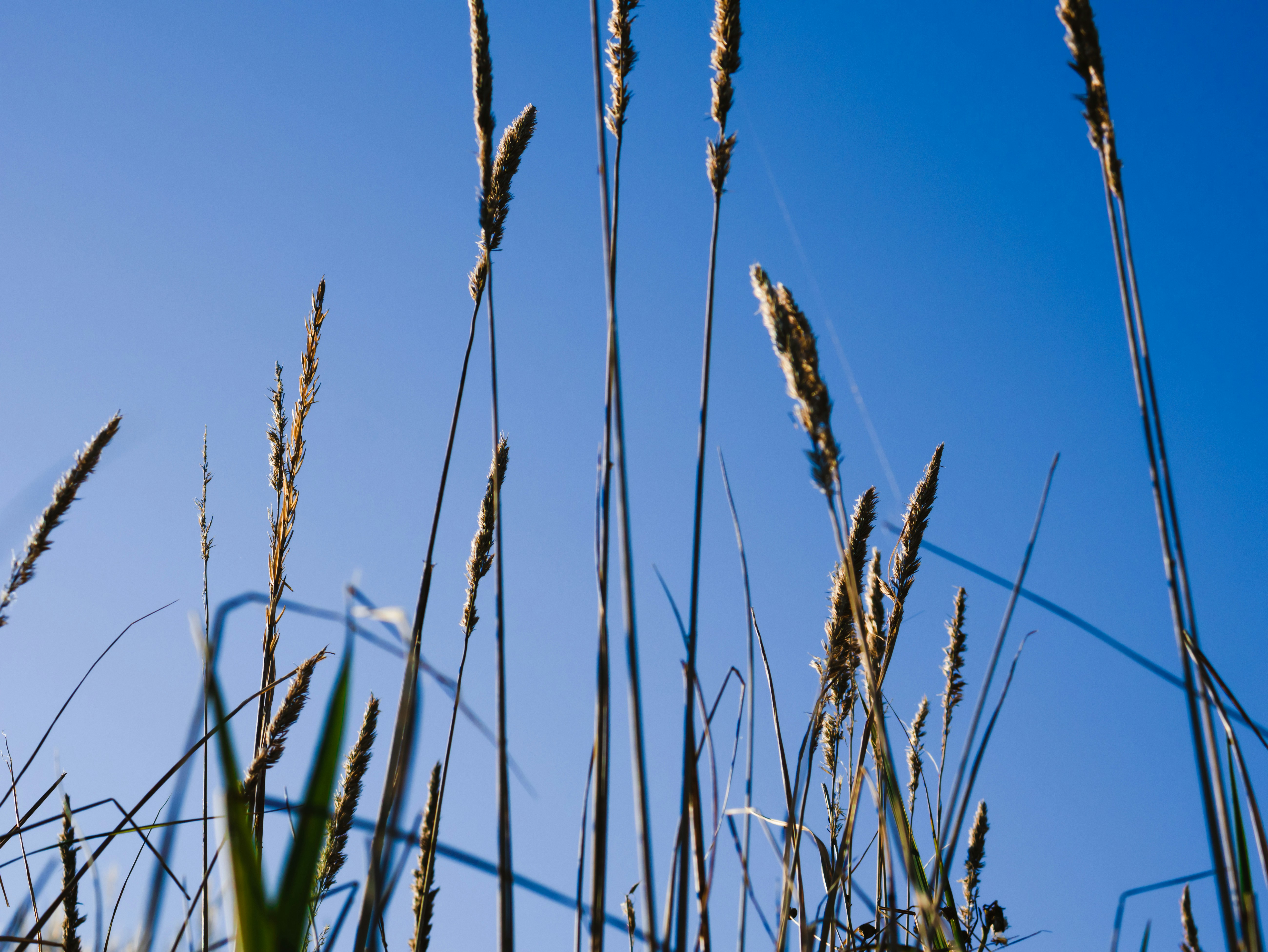 The tall grass is blowing in the wind