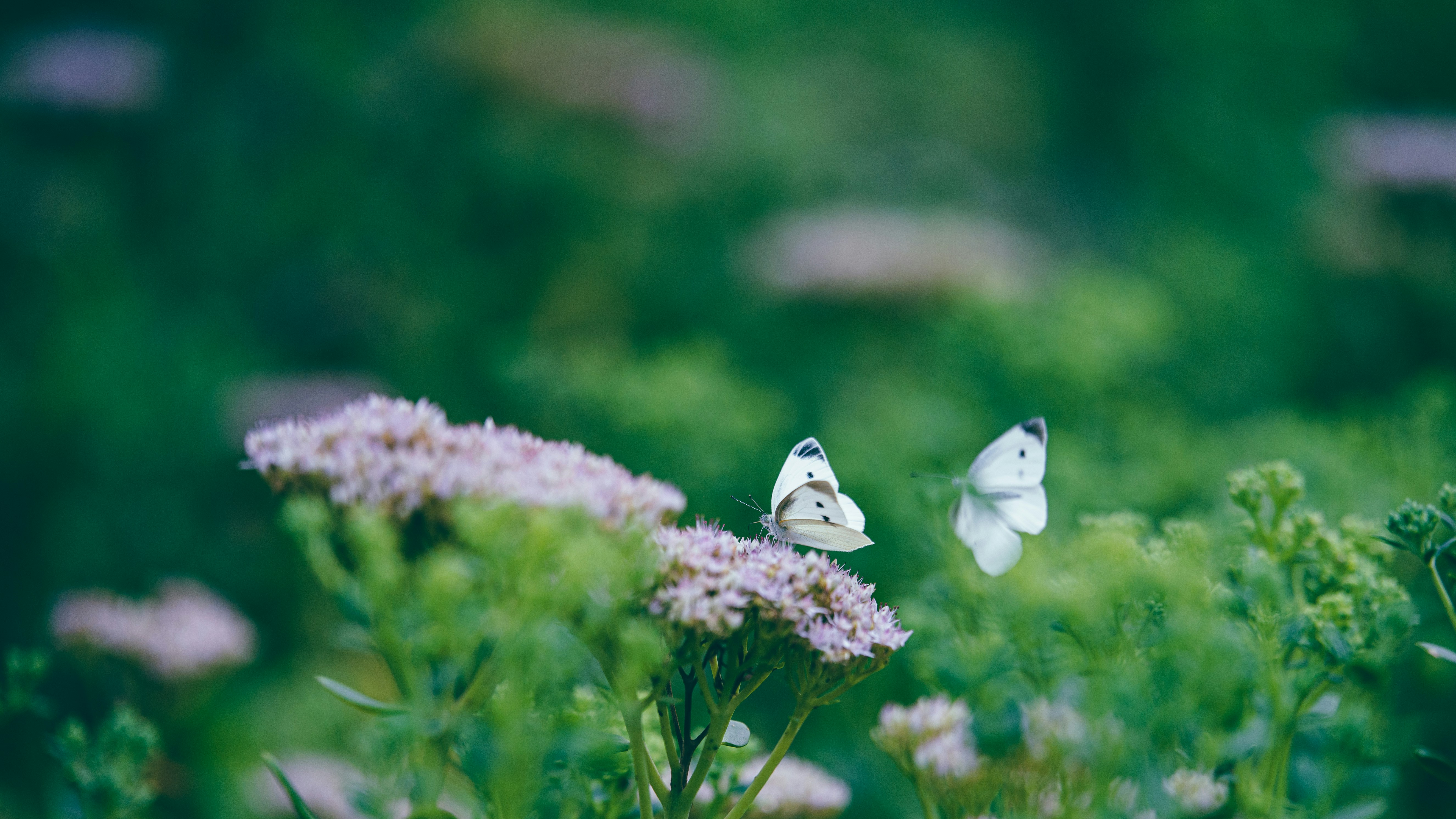 Photo by peek_a_boo_who