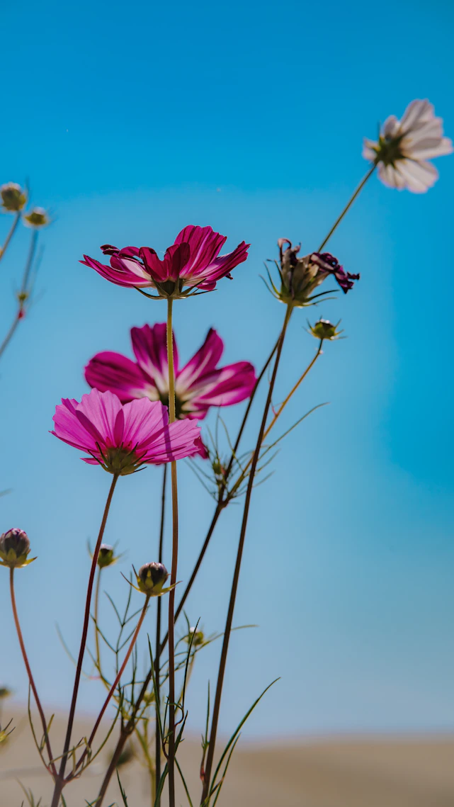 A bunch of flowers that are in the sand
