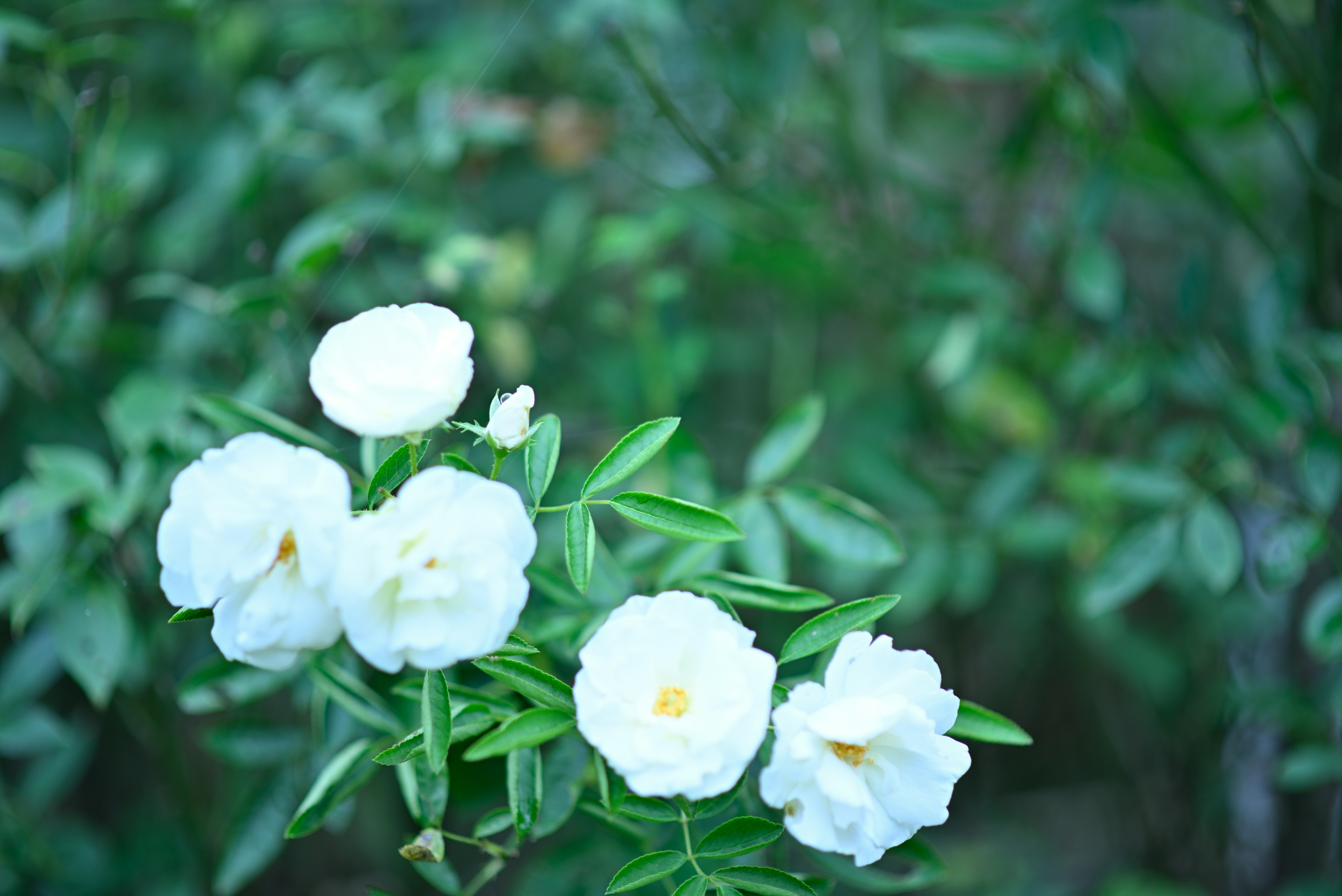 Photo by saptarangphotography