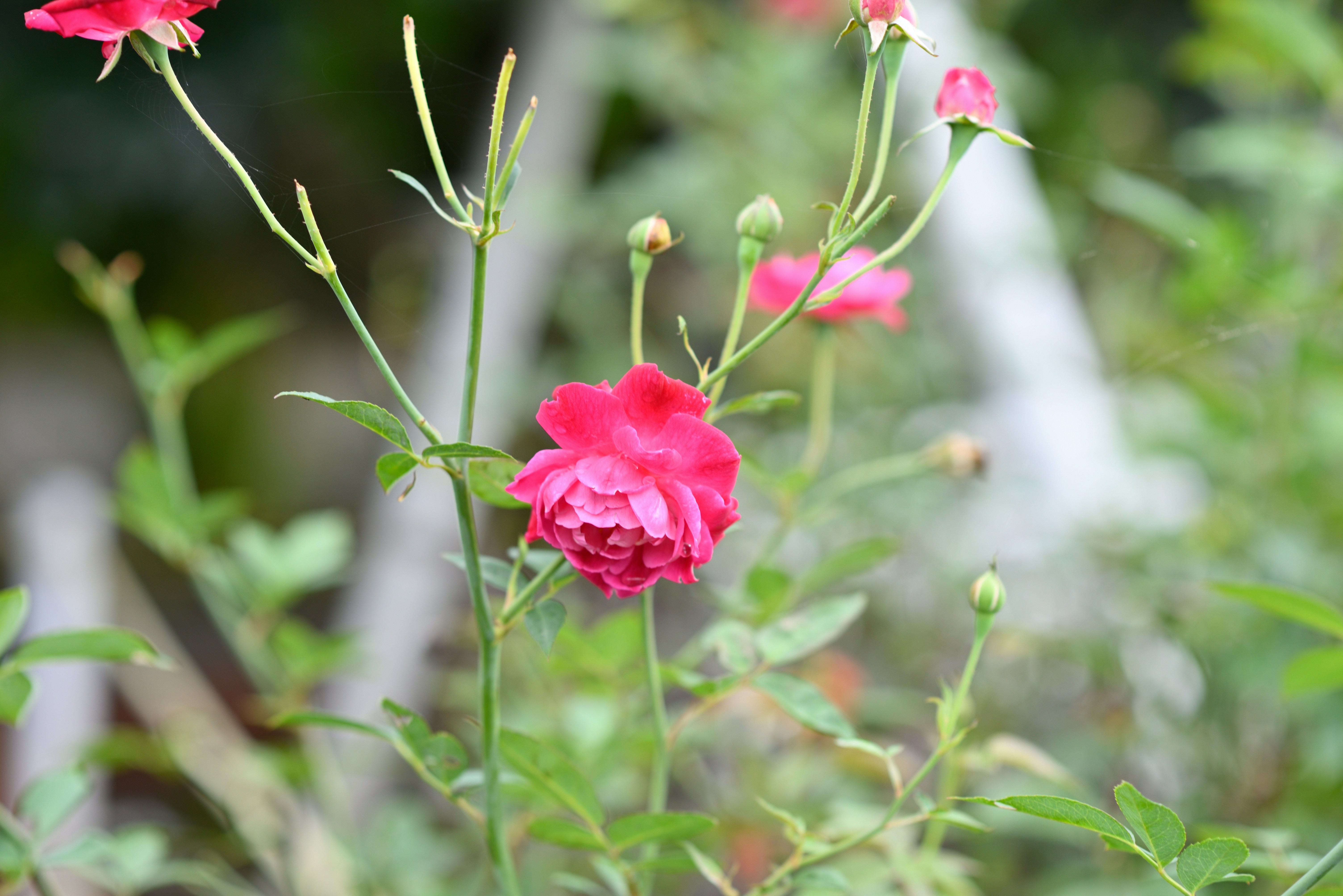 Photo by saptarangphotography