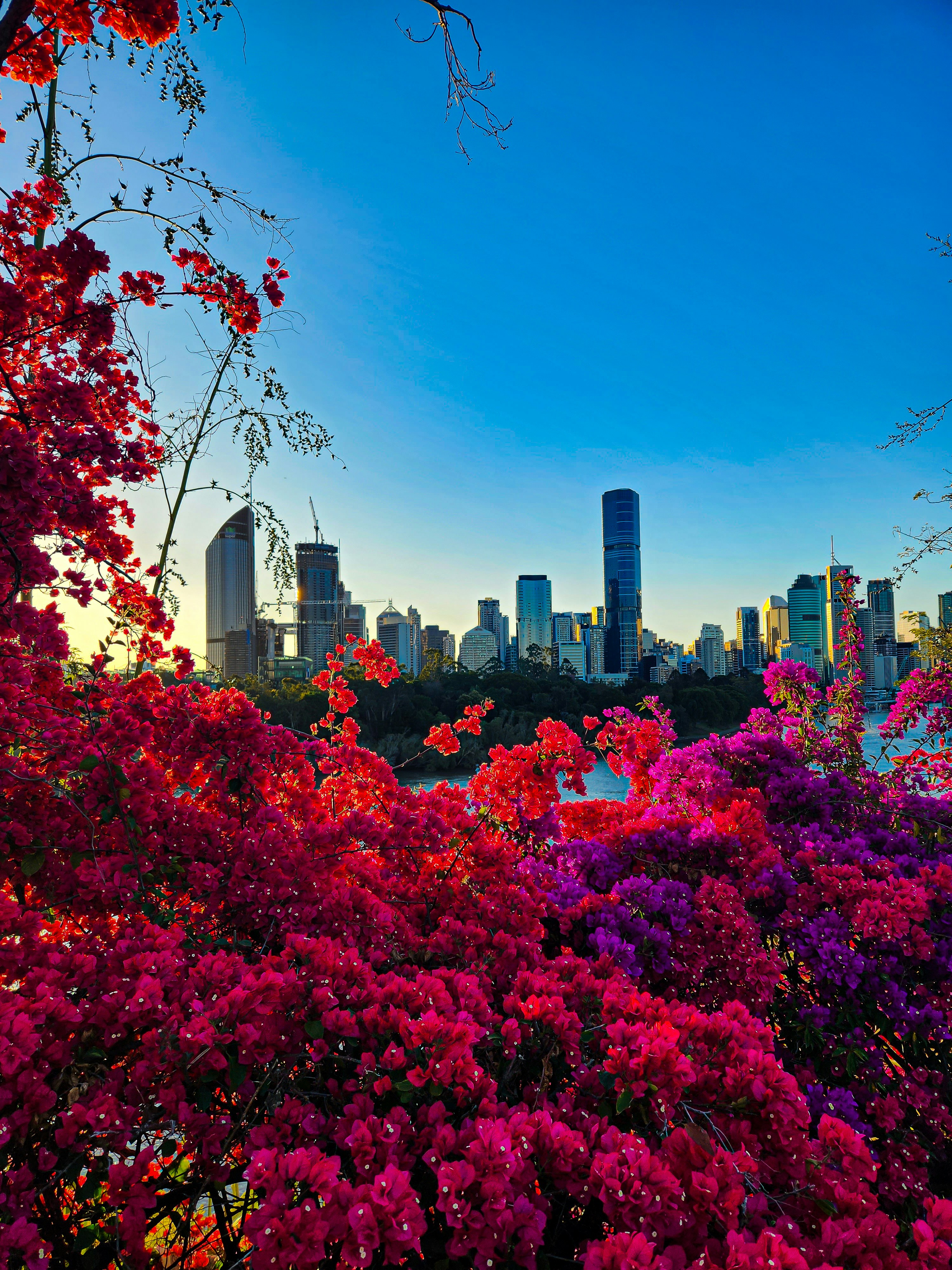 A view of a city skyline from a park