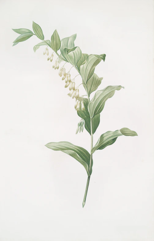 A delicate branch of solomon's seal with white flowers.