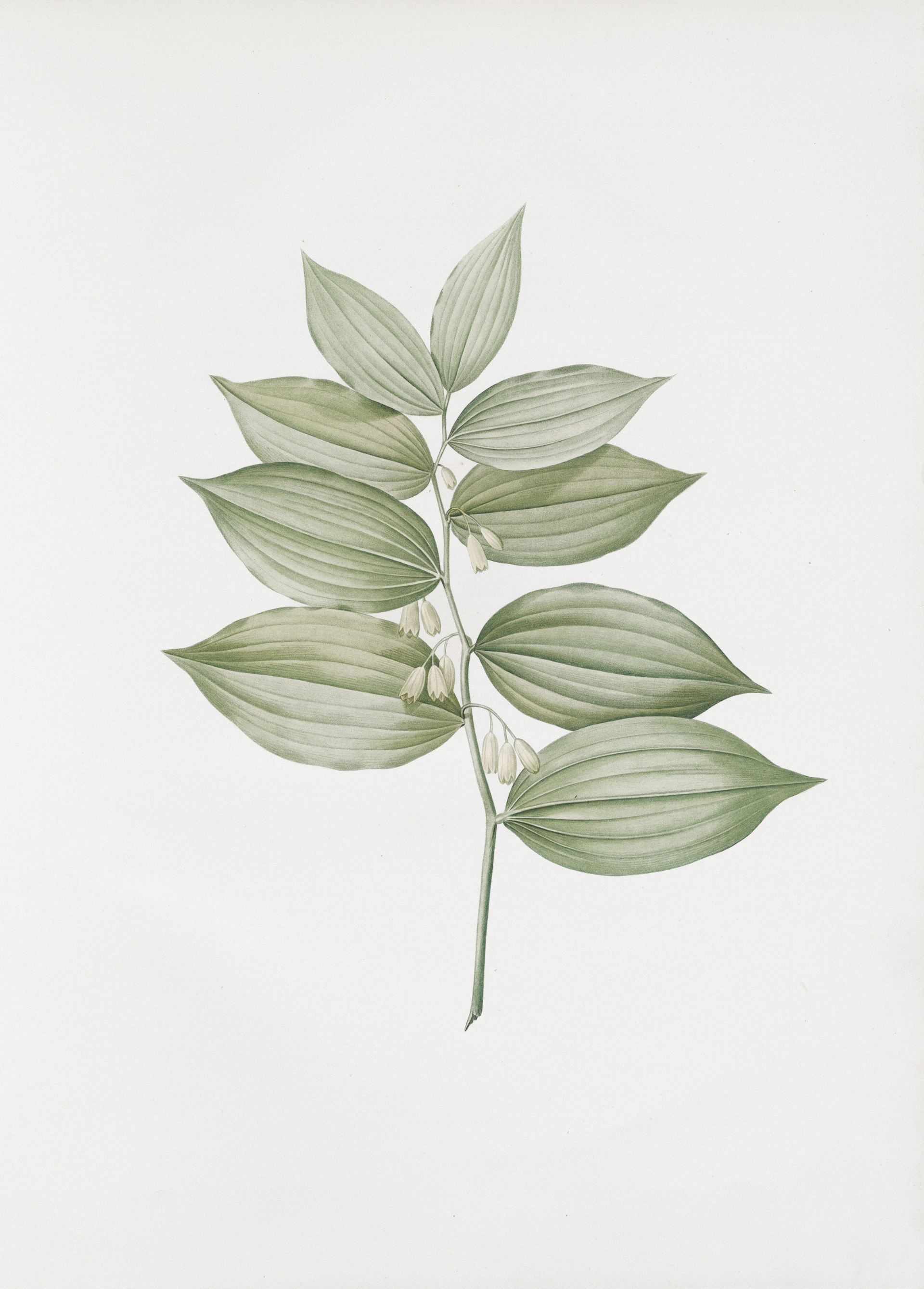 Delicate green leaves on a white background