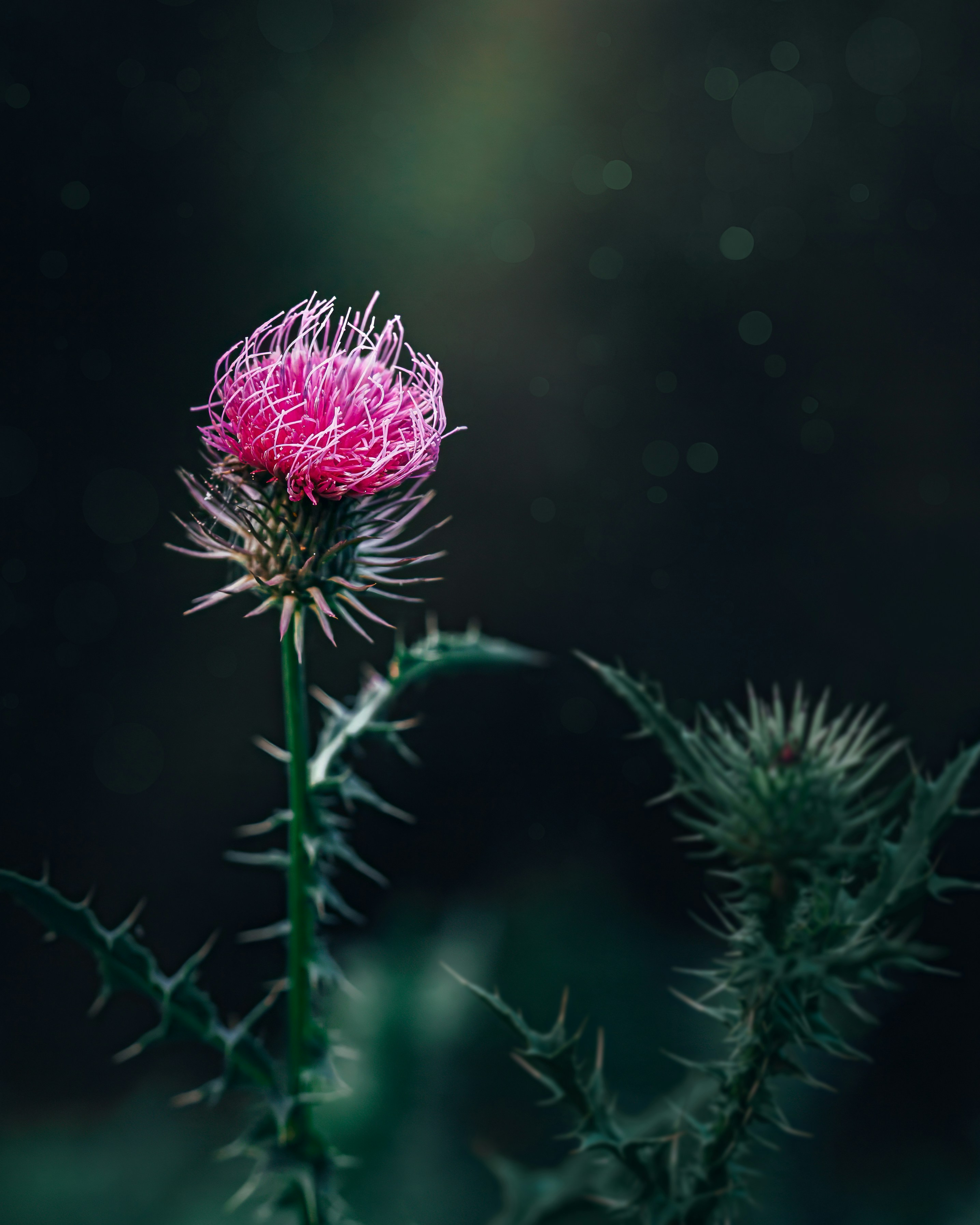 Photo by nicotouchgrass