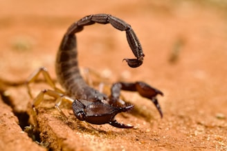 A scorpion crawling on a piece of wood