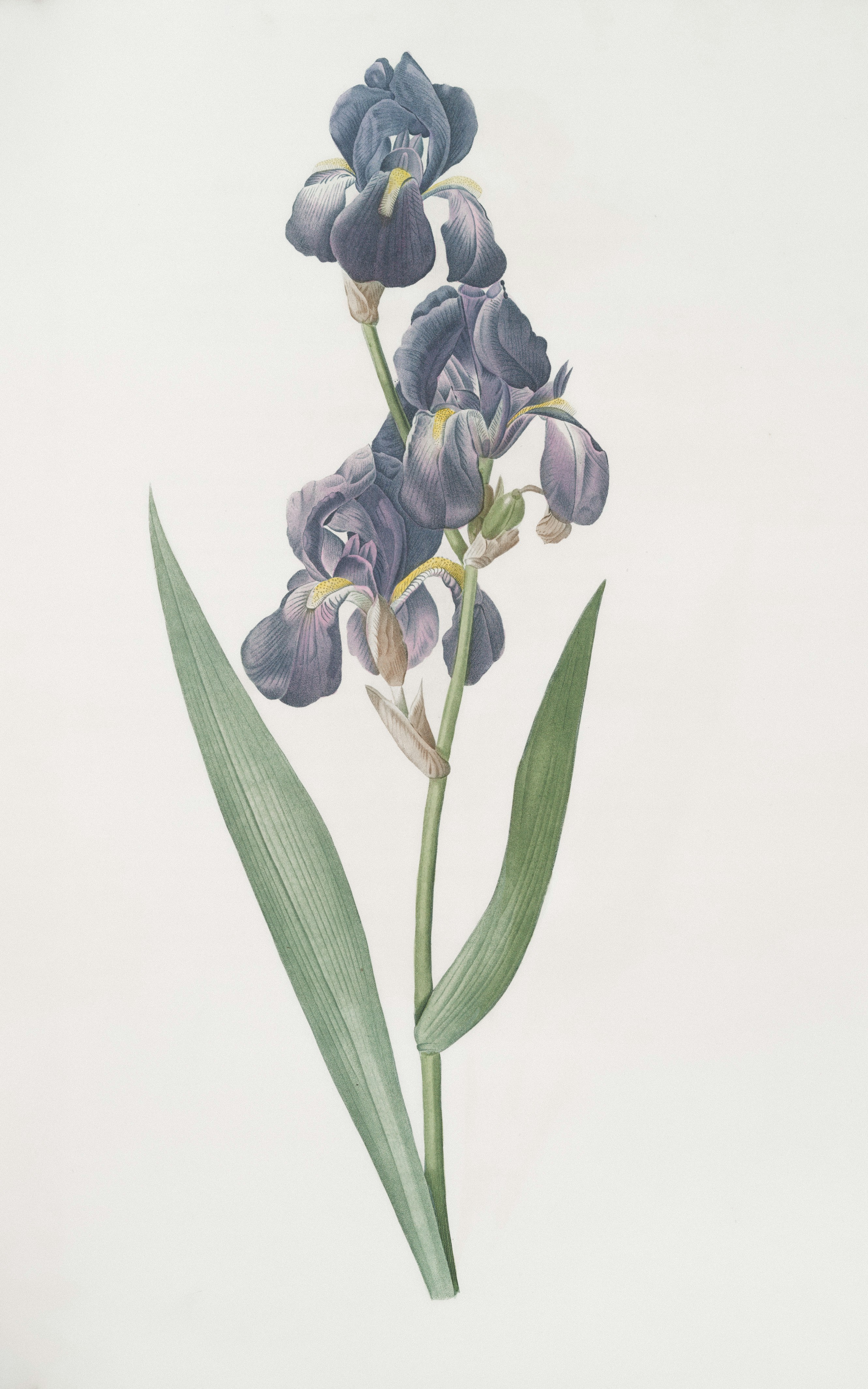 Un fiore di iride viola scuro con foglie verdi.