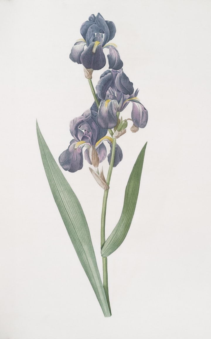 A dark purple iris flower with green leaves, evoking the Florentine iris butter in N°IV