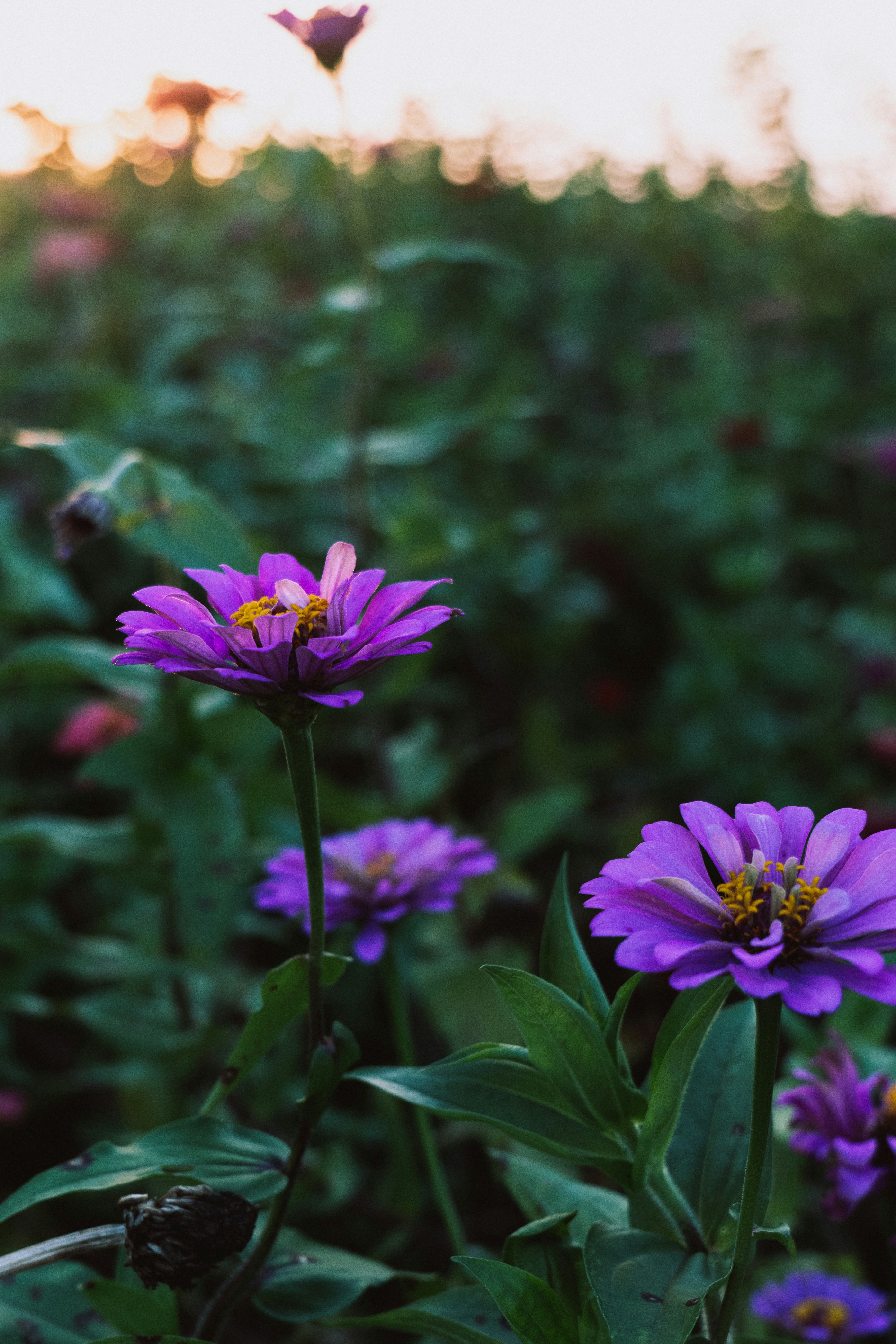 Photo by aasing_gwok