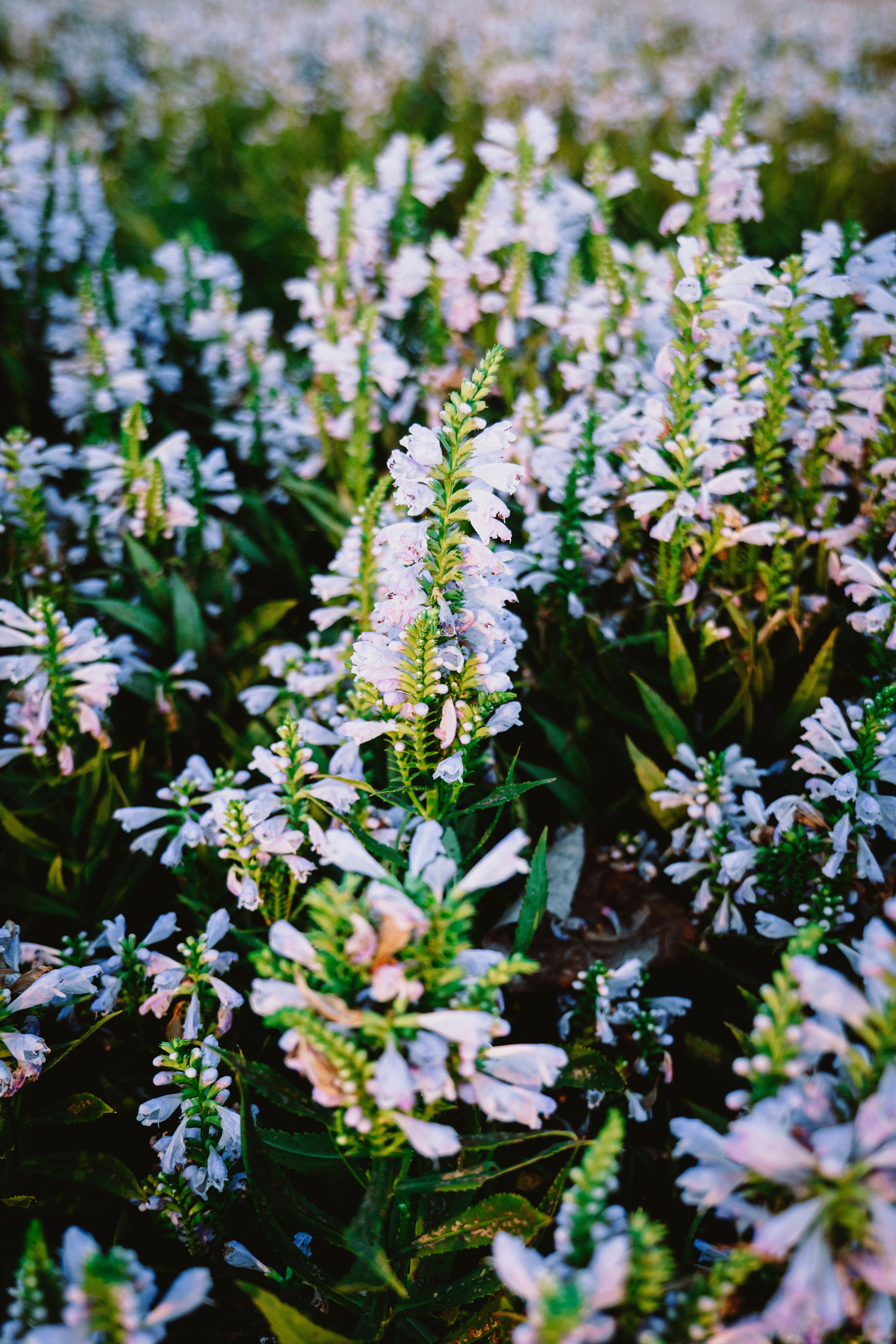 Photo by aasing_gwok